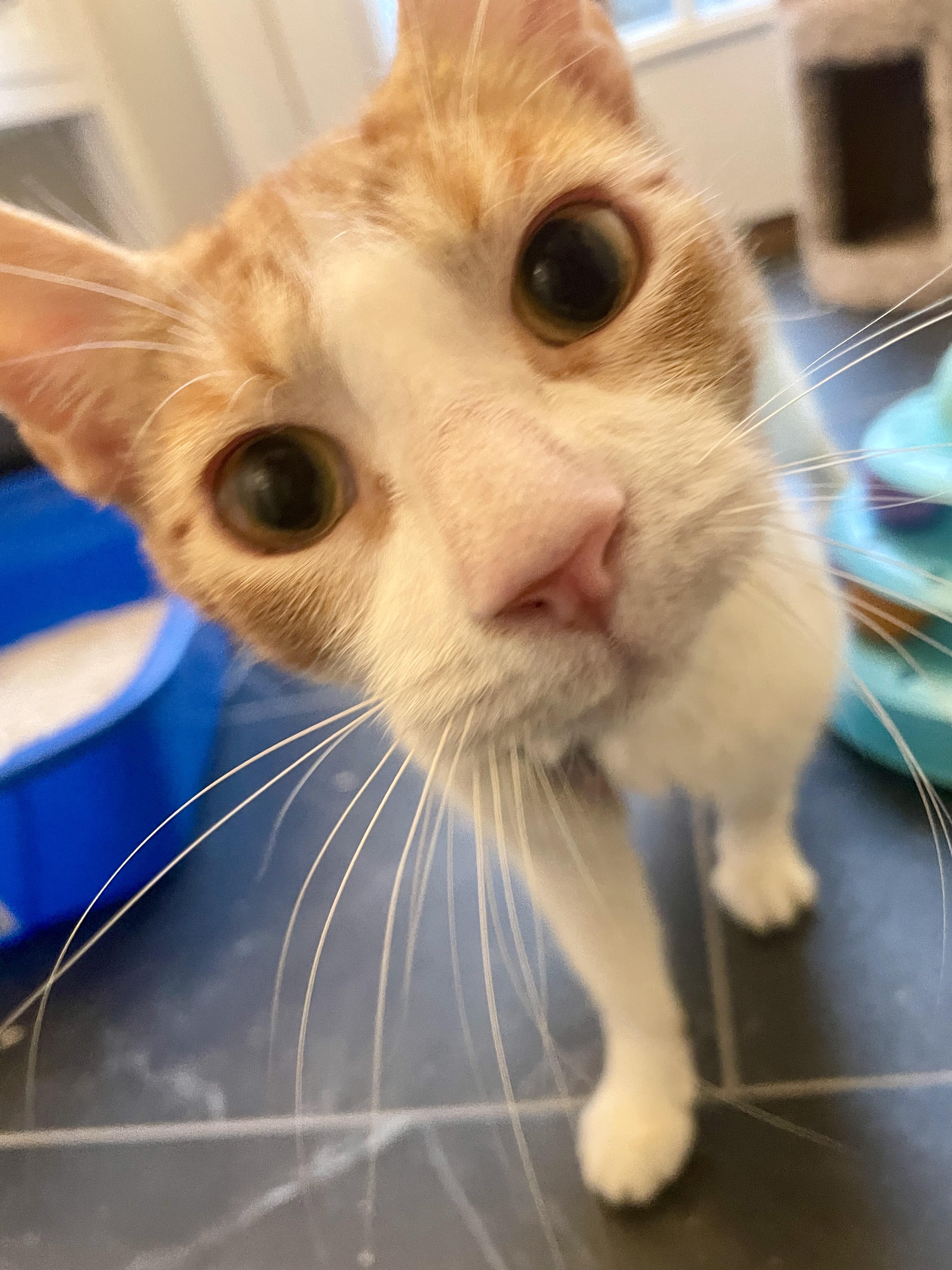 Enlarge July, a ADOPTABLE Domestic Short Hair in Bethel, CT image 5/6