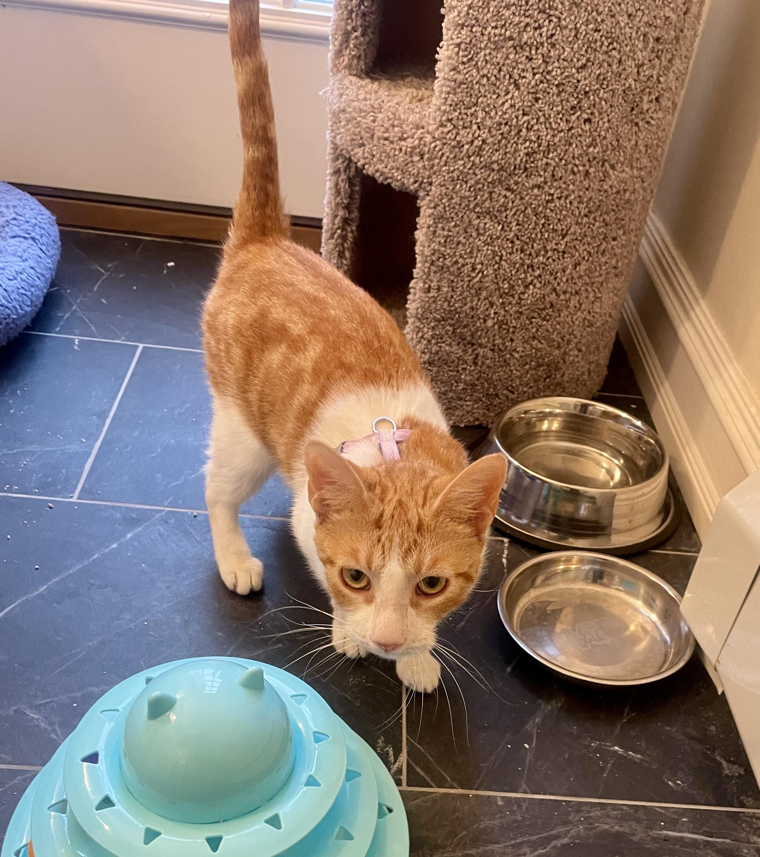 Enlarge July, a ADOPTABLE Domestic Short Hair in Bethel, CT image 6/6