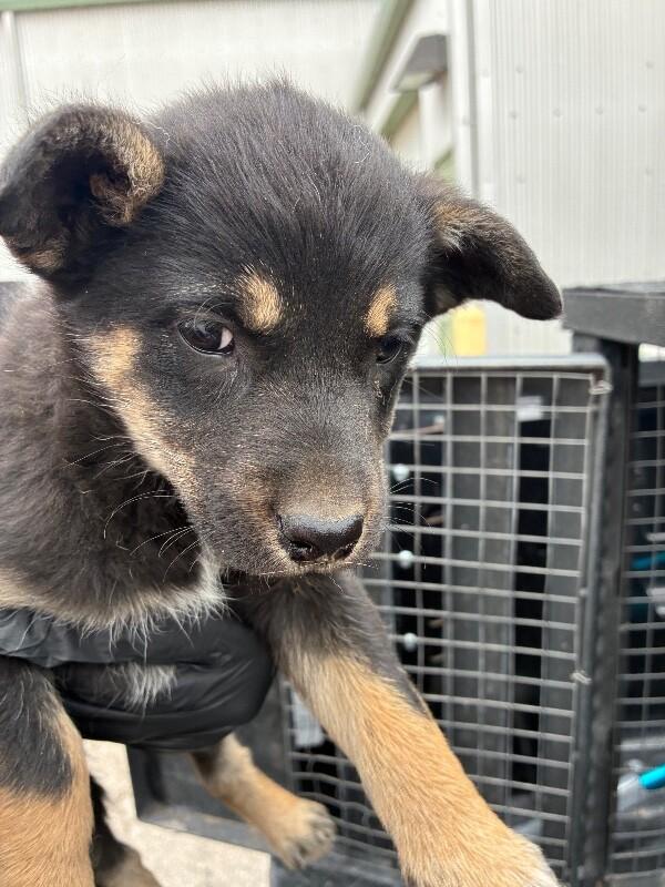 Enlarge Phantom, a Adoptable Cattle Dog in Hobbs, NM image 1/3