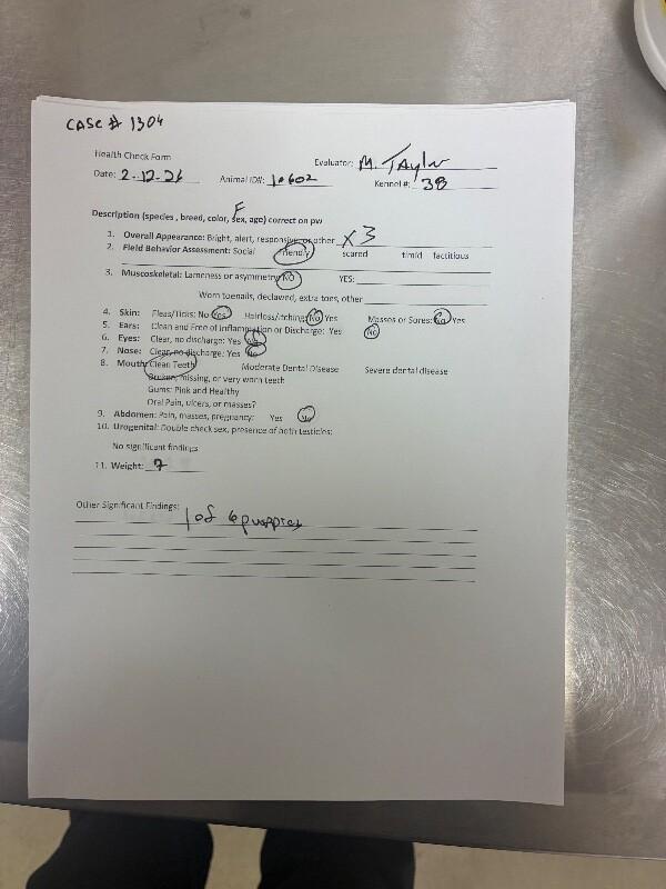 Enlarge Phantom, a Adoptable Cattle Dog in Hobbs, NM image 3/3