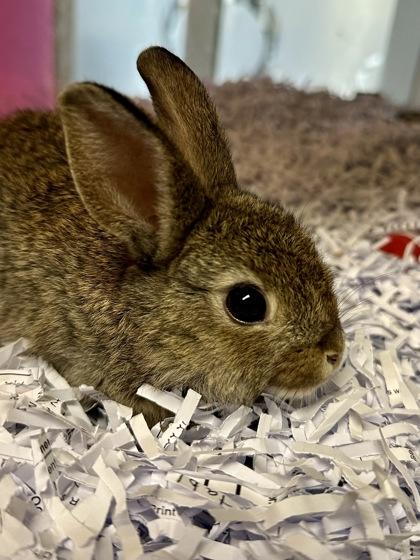 Freddy, Adoptable, Baby Male Bunny Rabbit & Bunny Rabbit.