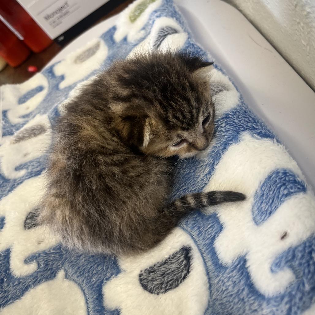 Jumping Bean, Adoptable, Kitten Female Domestic Short Hair.