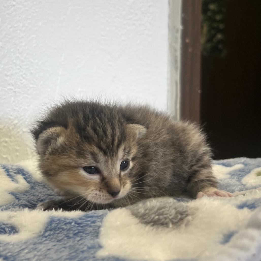 Enlarge Jumping Bean, a Adoptable Domestic Short Hair in Spokane, WA image 2/2
