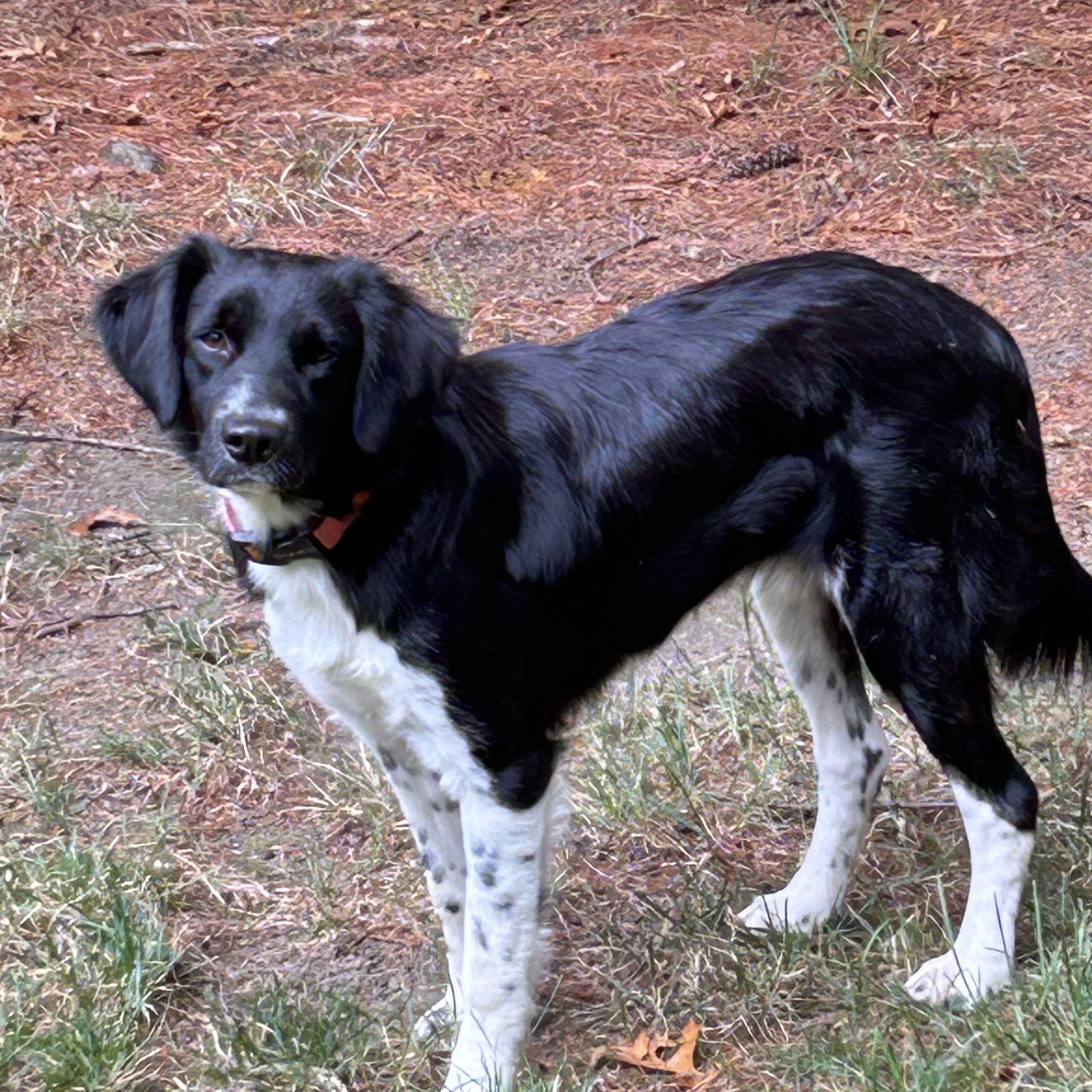 Bella, Adopted, Young Female Brittany Spaniel & Border Collie.