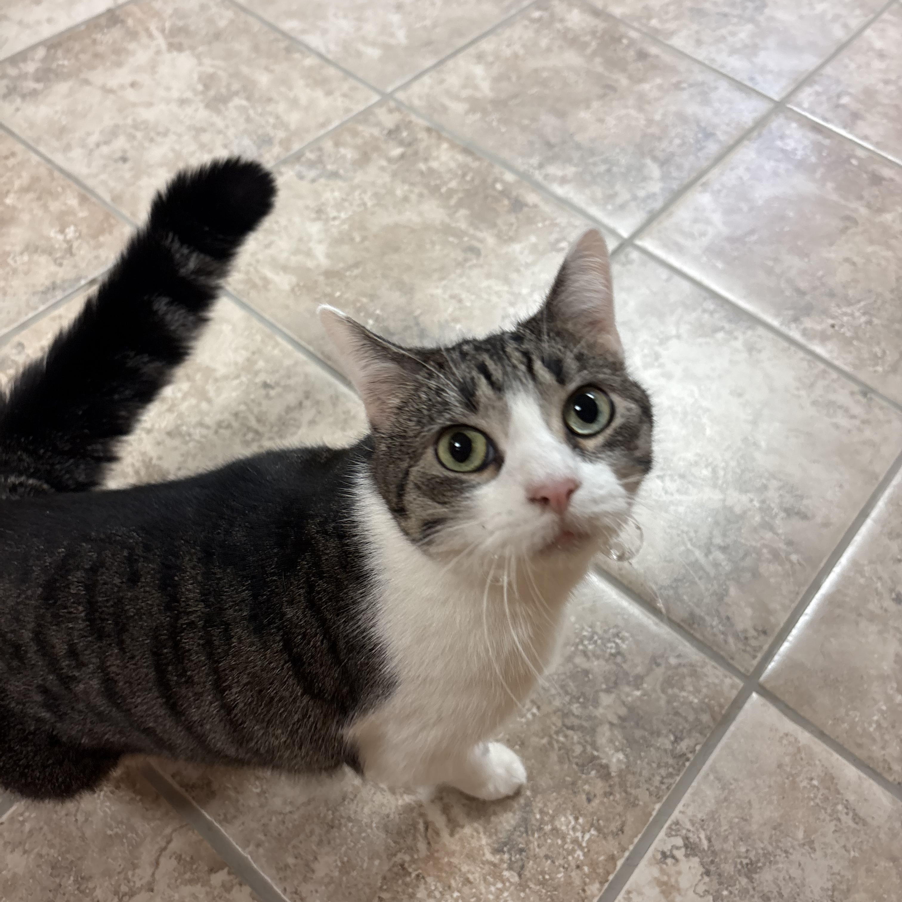 Enlarge Taco, a Adoptable mixed breed in Hays, KS image 5/5