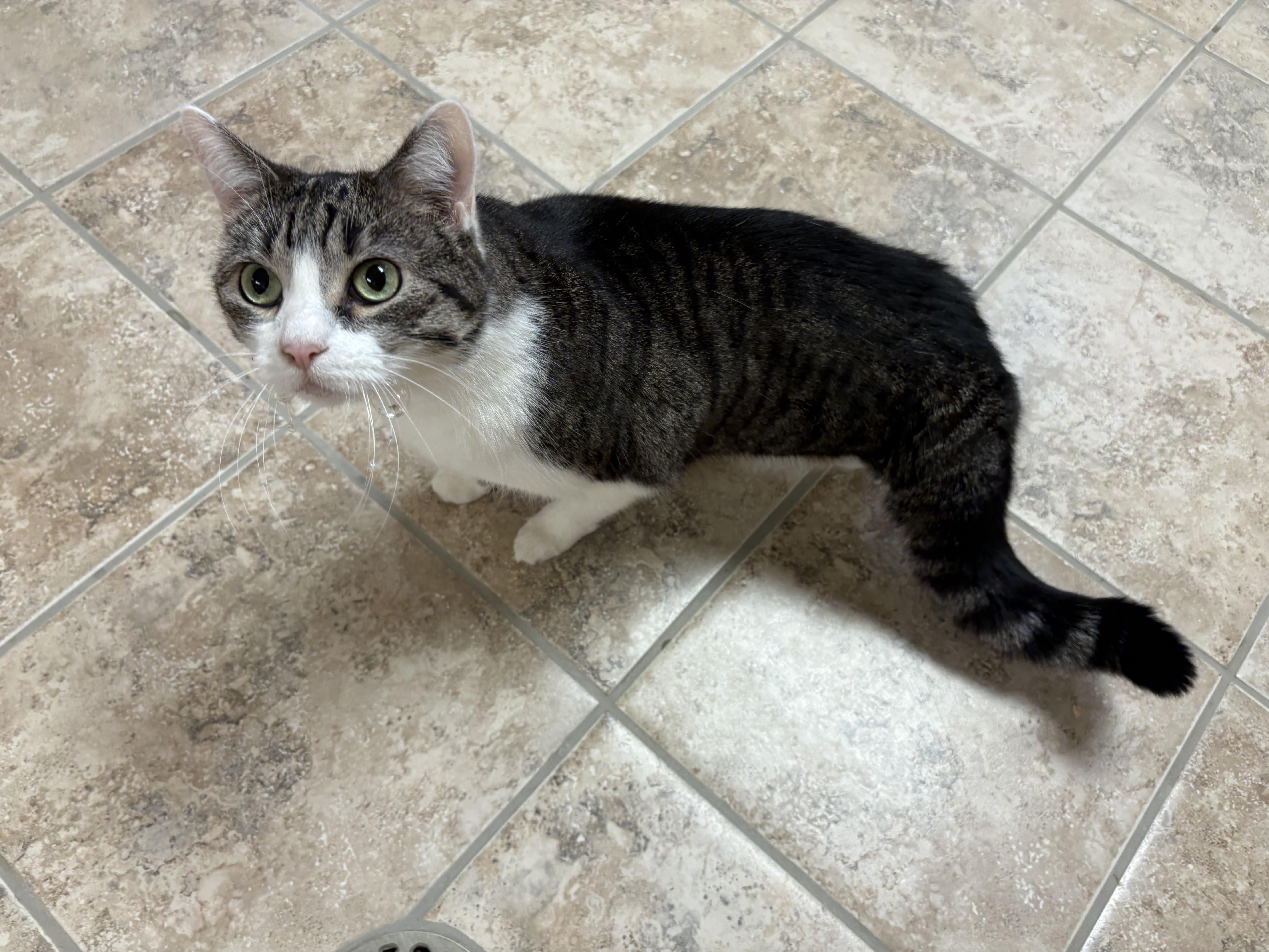 Enlarge Taco, a Adoptable mixed breed in Hays, KS image 3/5