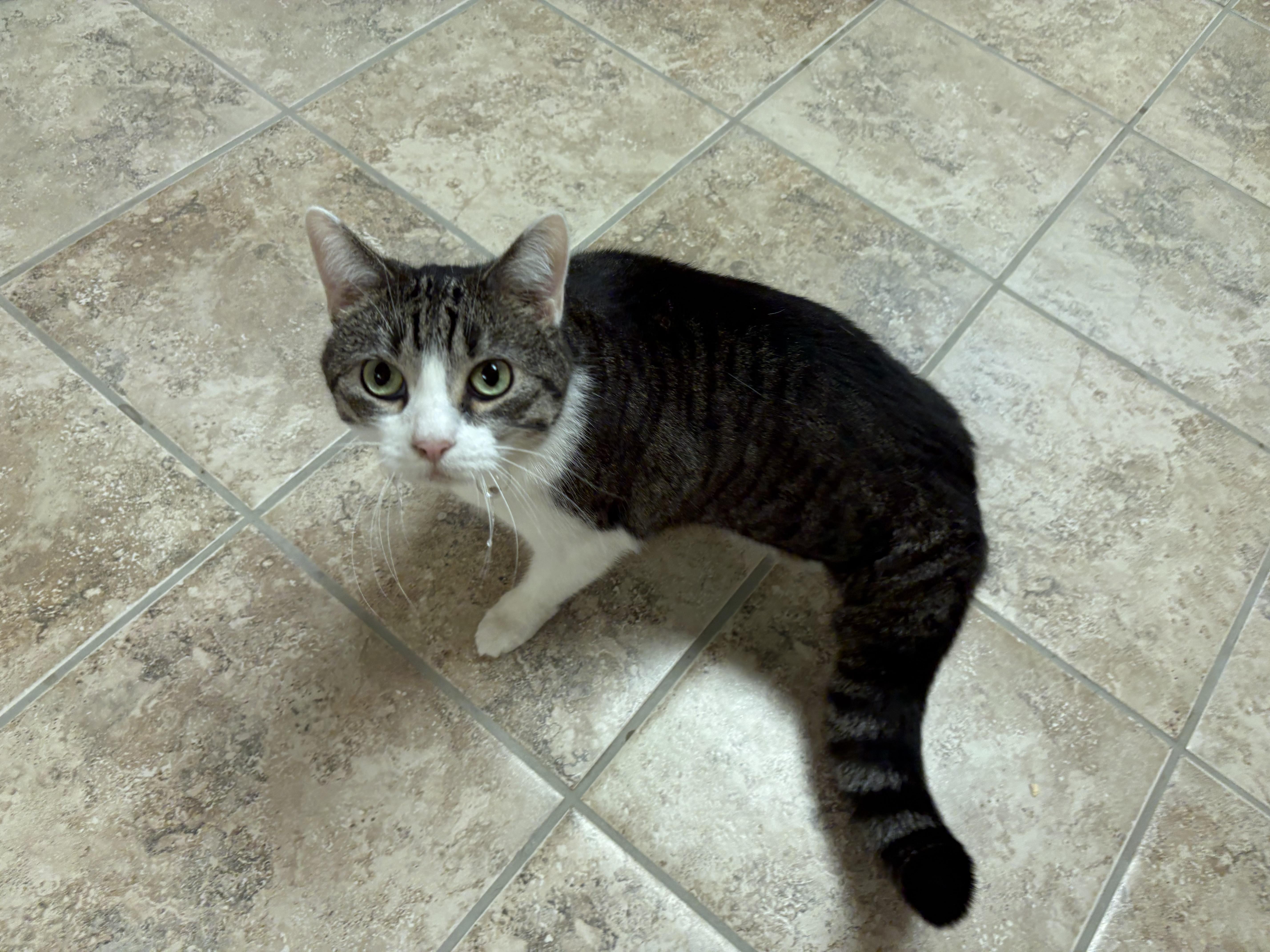 Enlarge Taco, a Adoptable mixed breed in Hays, KS image 2/5