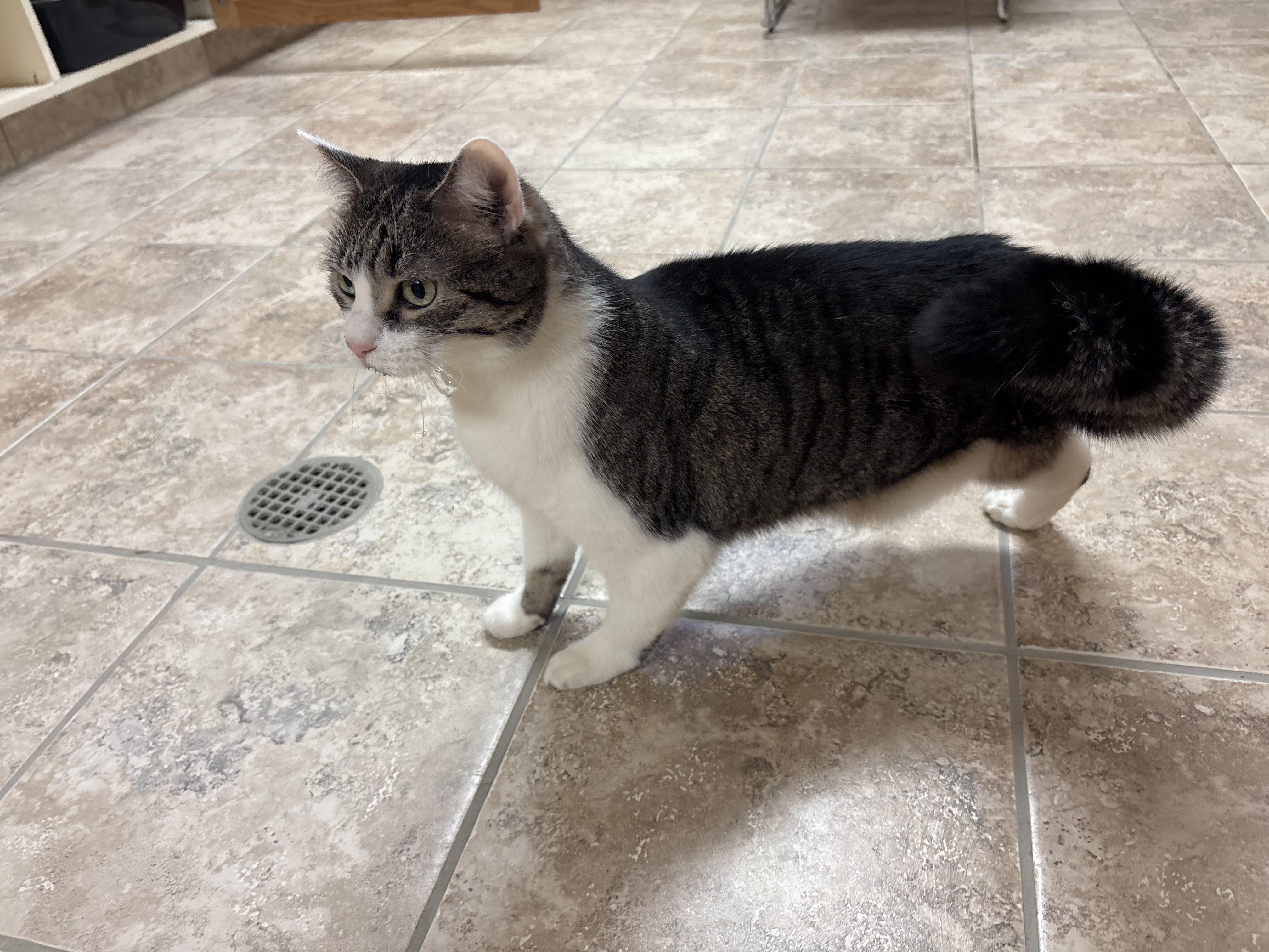 Enlarge Taco, a Adoptable mixed breed in Hays, KS image 4/5
