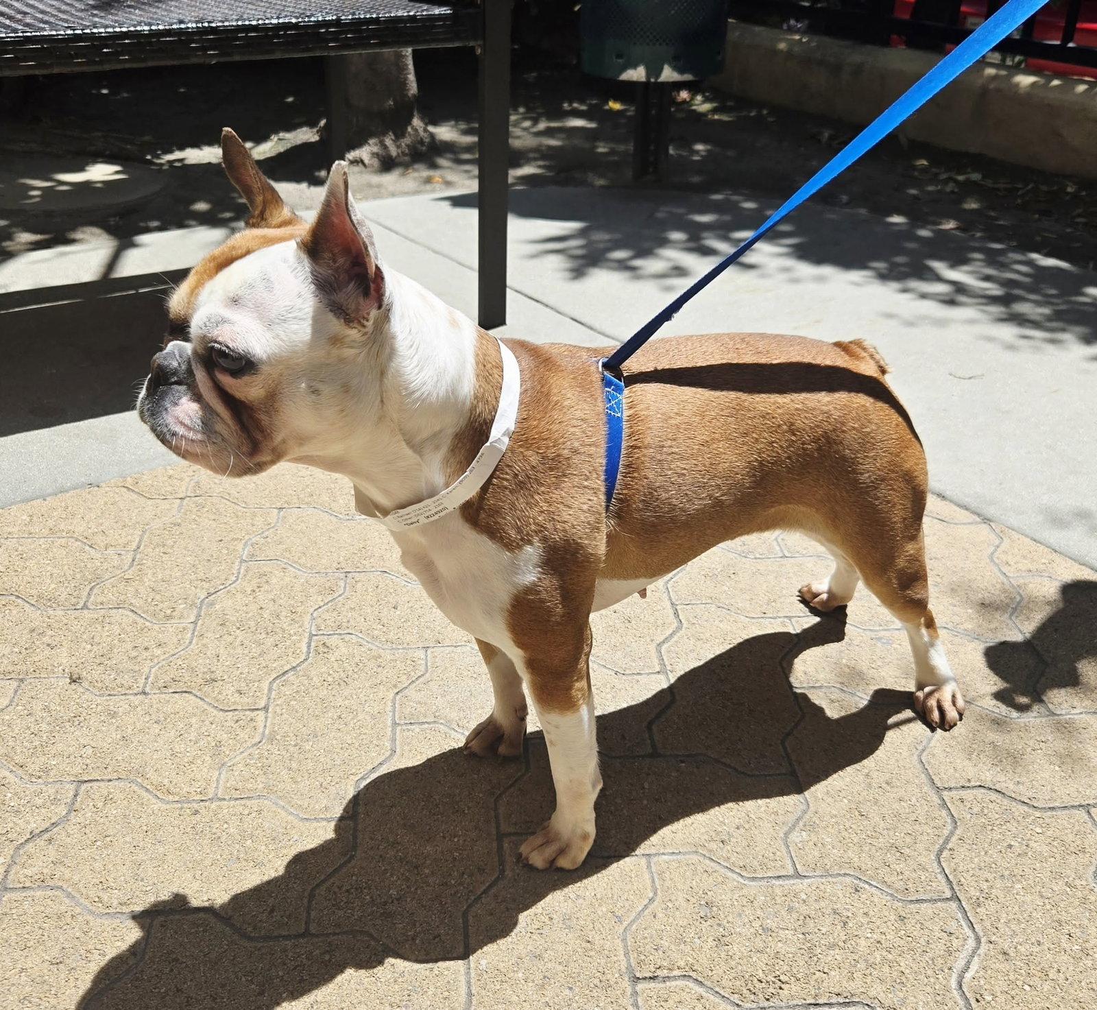 Enlarge Daisy, a Adoptable mixed breed in Huntington Beach, CA image 1/3
