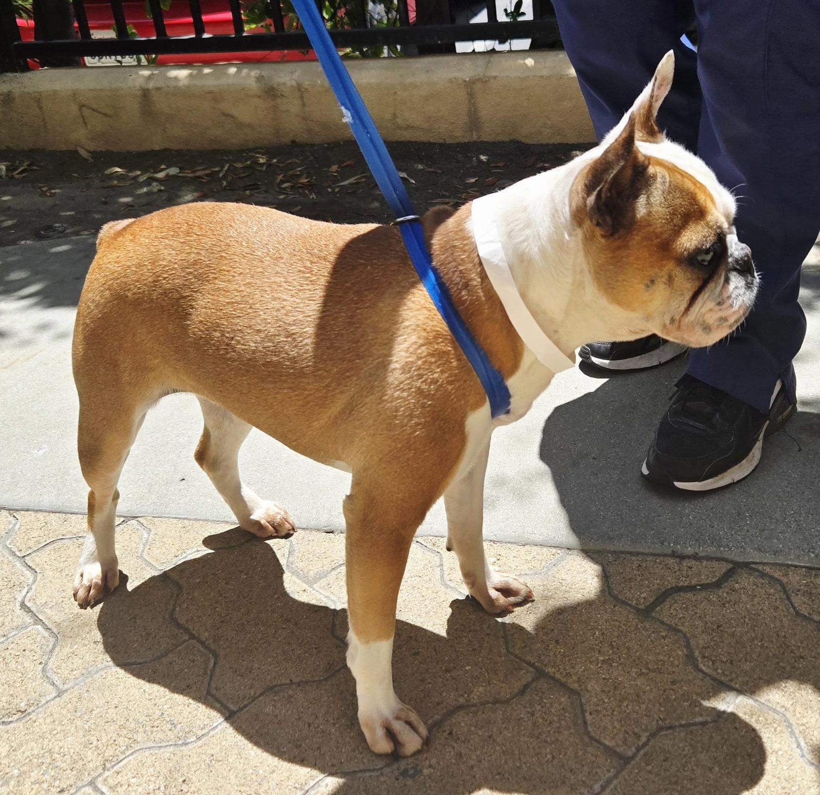 Enlarge Daisy, a Adoptable mixed breed in Huntington Beach, CA image 2/3