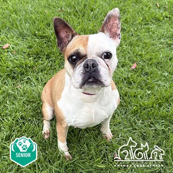 Enlarge Daisy, a Adoptable mixed breed in Huntington Beach, CA image 3/3