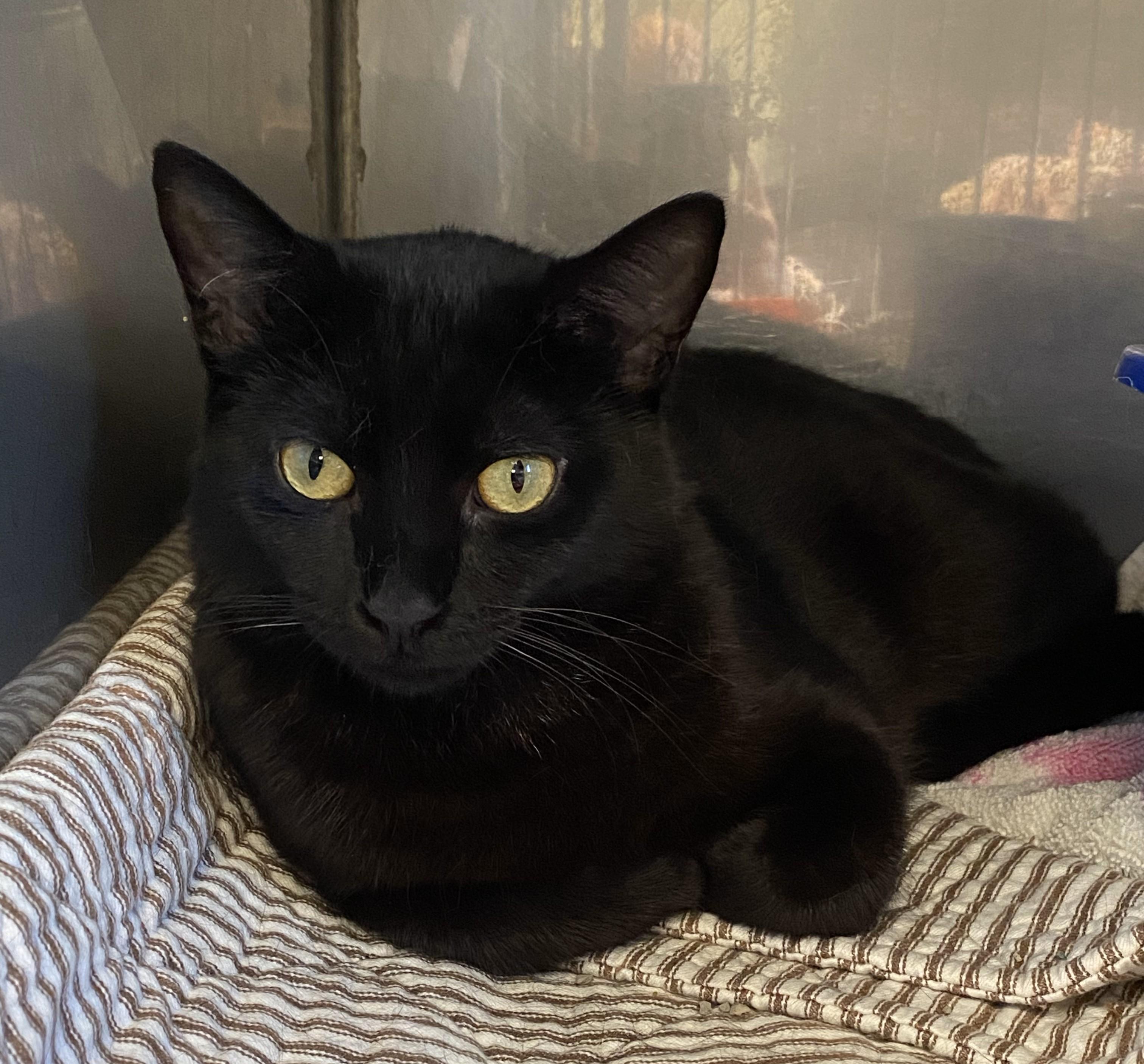 Rose, an adoptable Domestic Short Hair in Normal, IL_image-1