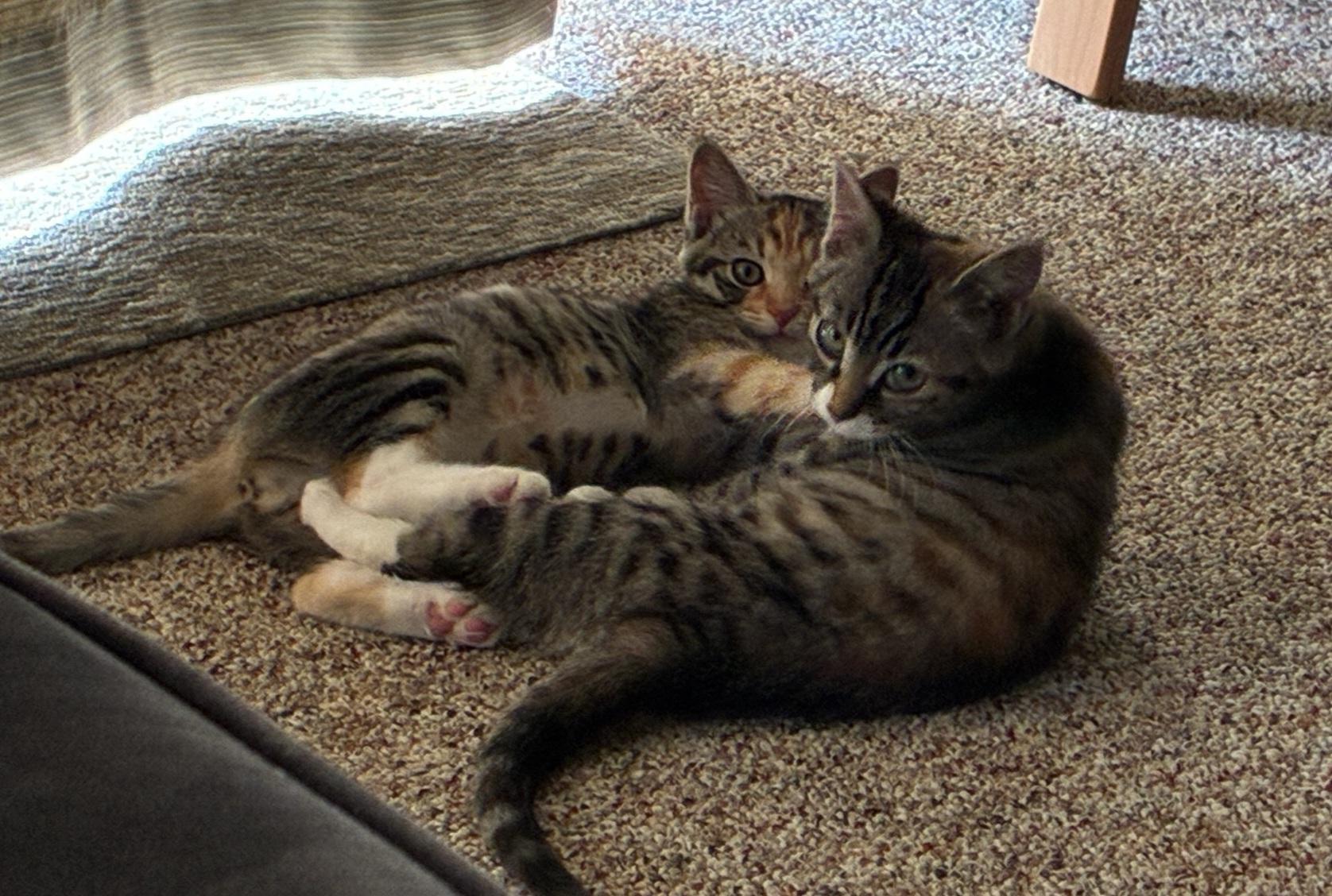 Maisy & Mimi - Bonded Pair, ADOPTABLE, Young Female Domestic Short Hair.