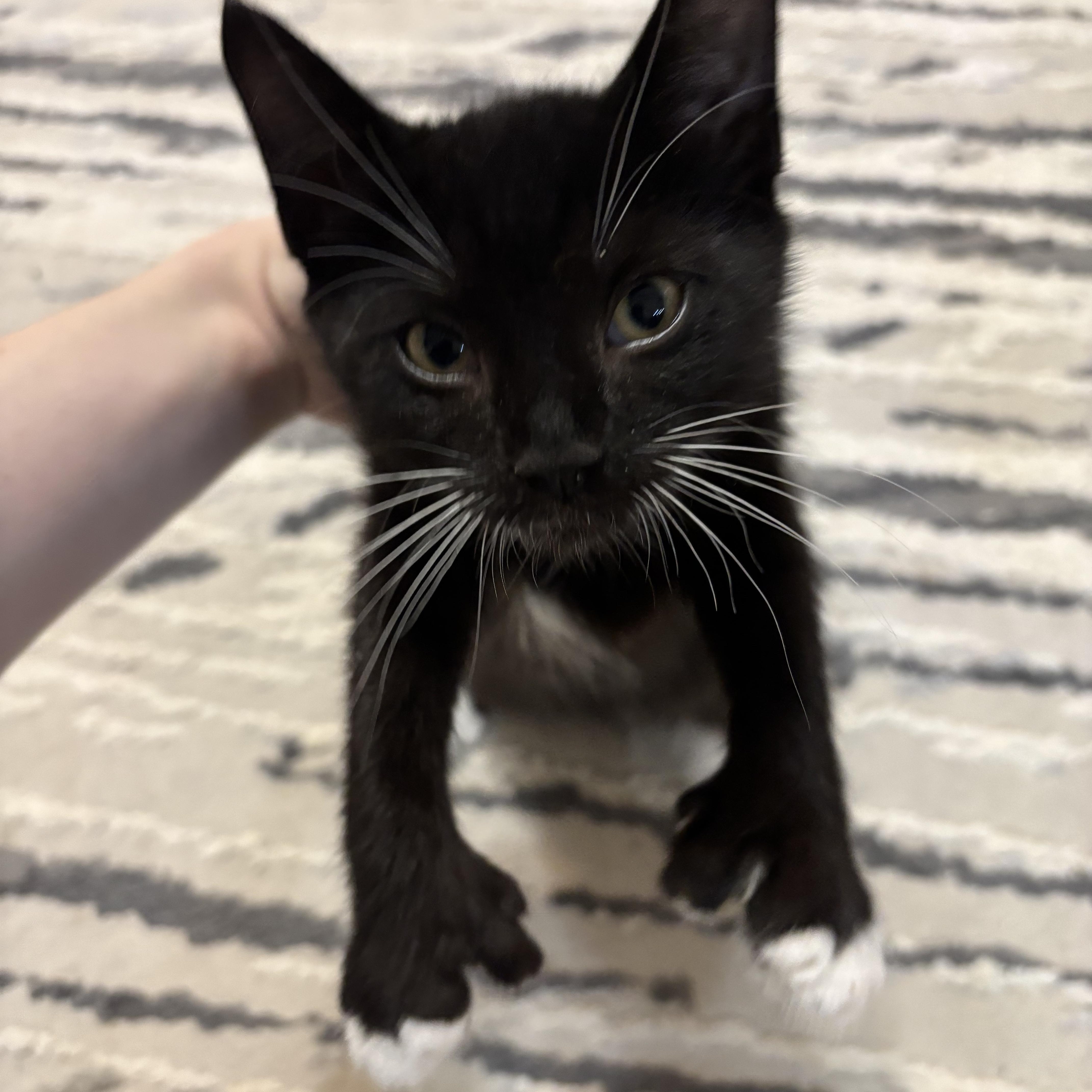 Sojourner (Bonded to Opportunity)