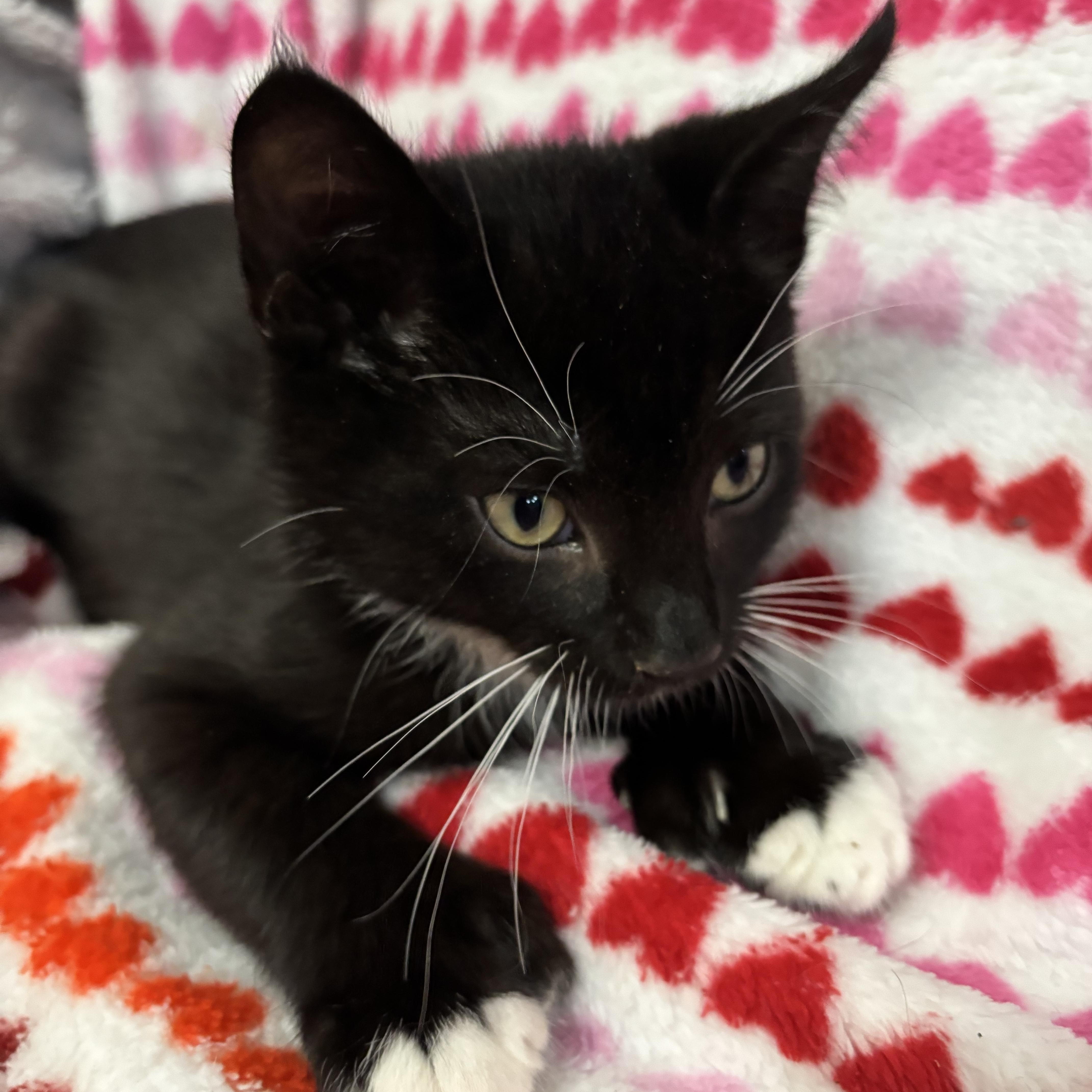 Sojourner (Bonded to Opportunity)