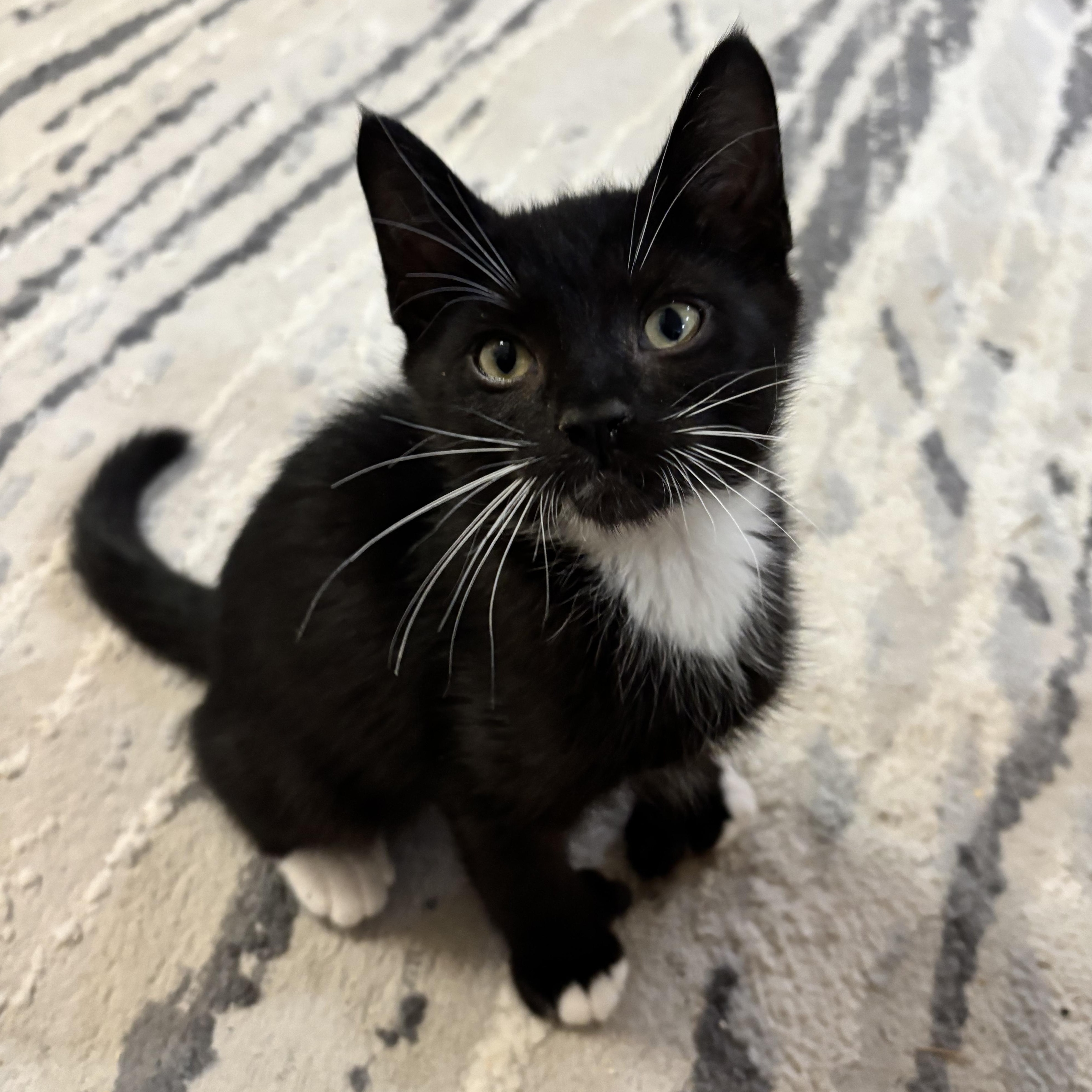 Sojourner (Bonded to Opportunity)