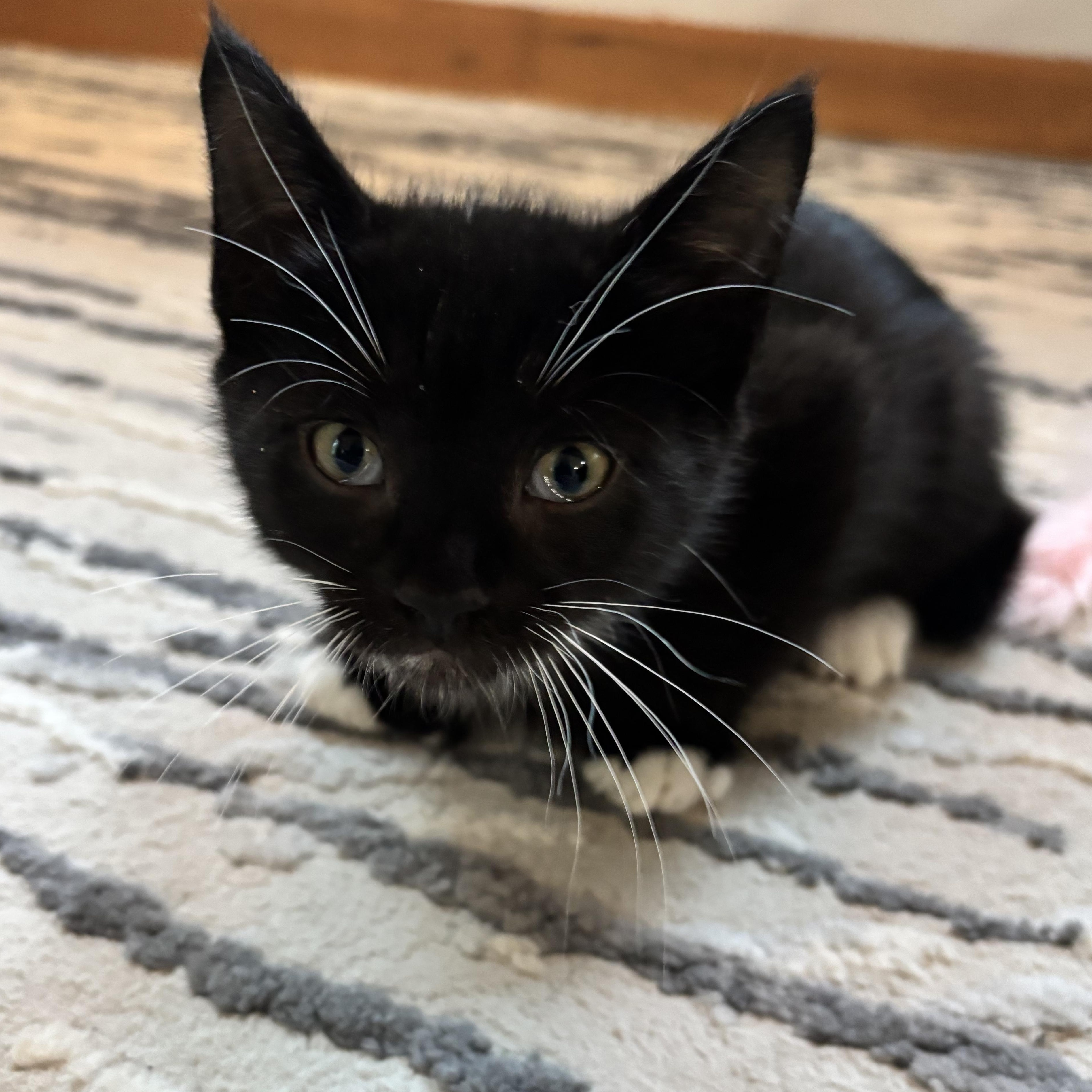 Sojourner (Bonded to Opportunity)