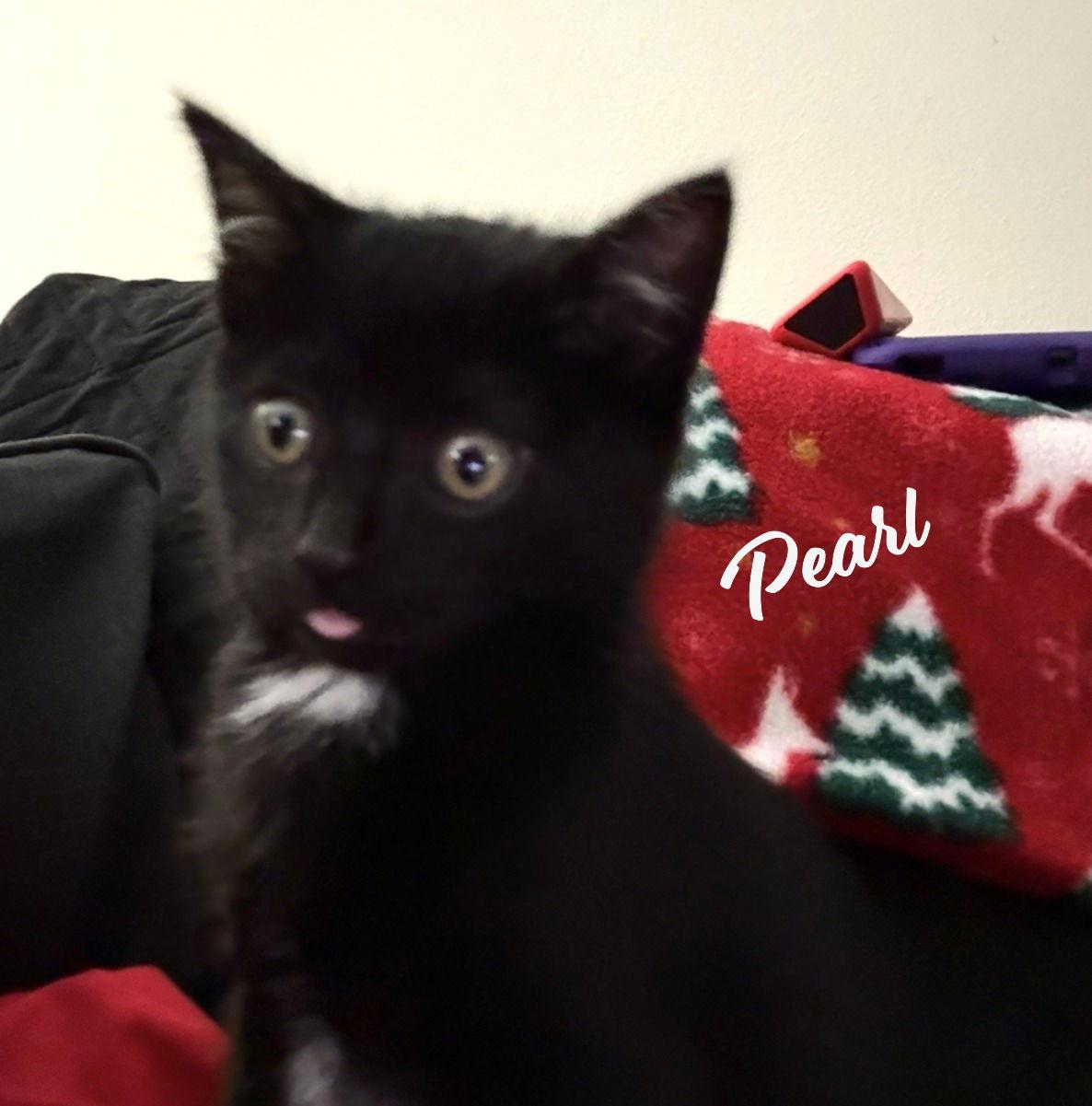Pearl #dustbin-litter, Adopted, Kitten Female Bombay & Domestic Short Hair.