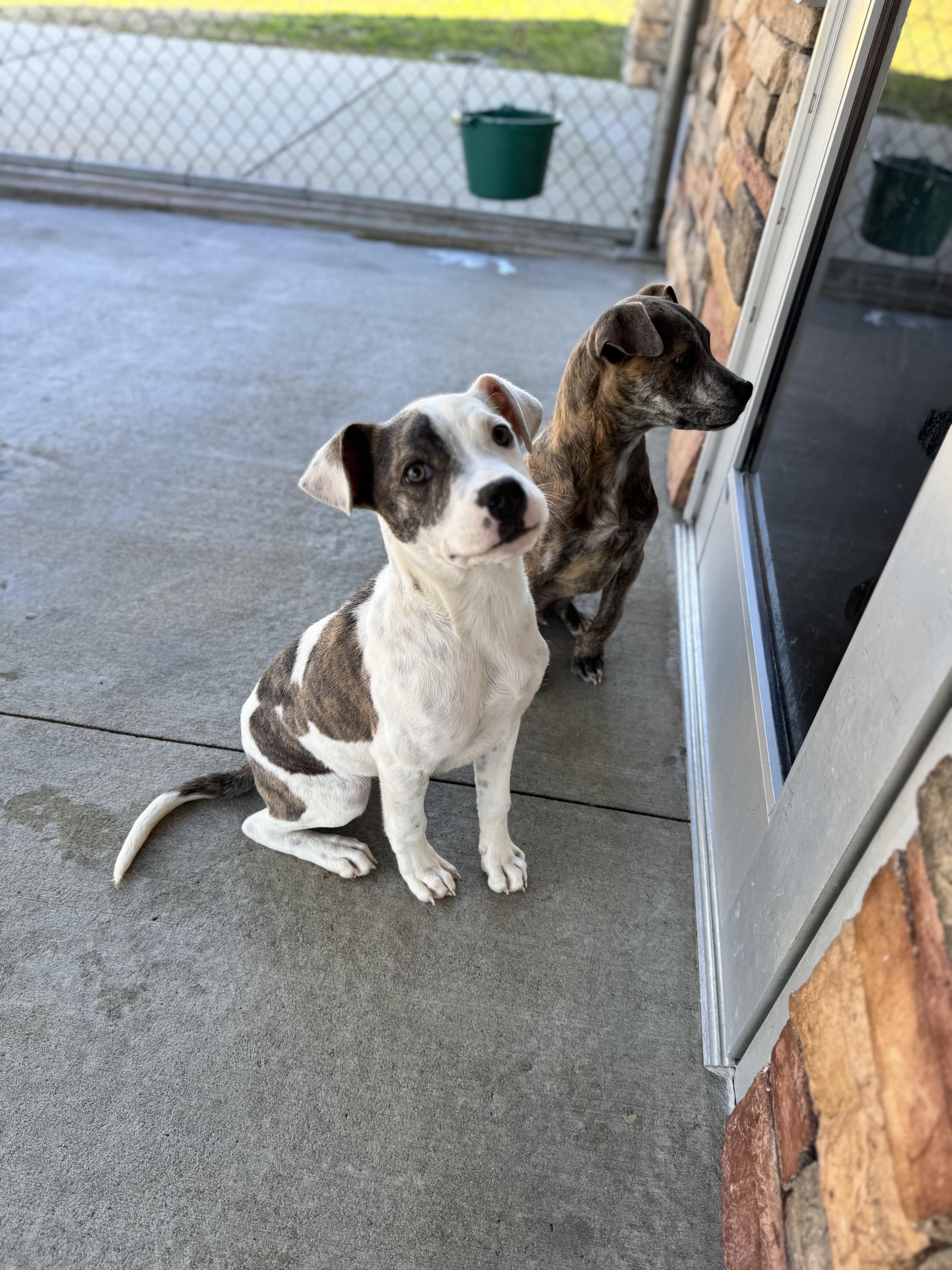 Cupid, a Adoptable mixed breed in Troy, AL image 1/2