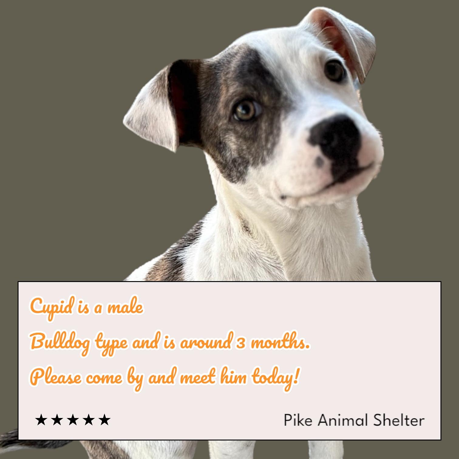 Cupid, Adoptable, Puppy Male Bulldog.