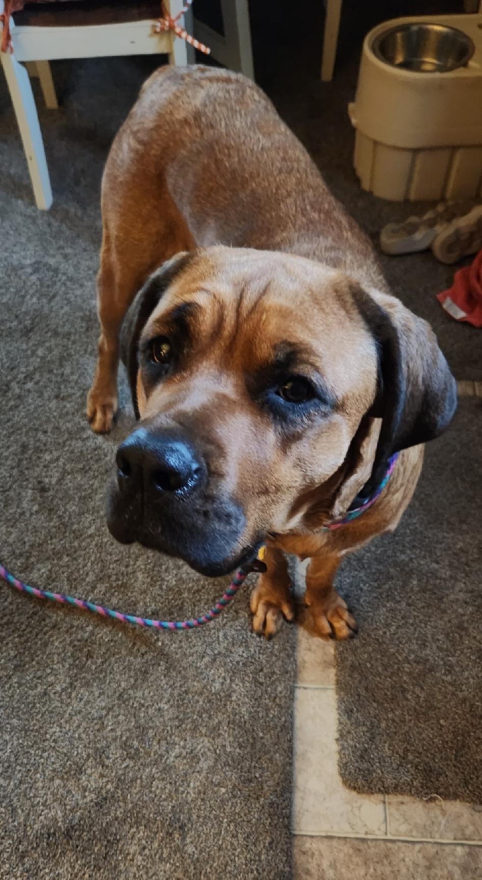 Enlarge Stella, a ADOPTABLE mixed breed in Wadsworth, OH image 2/4