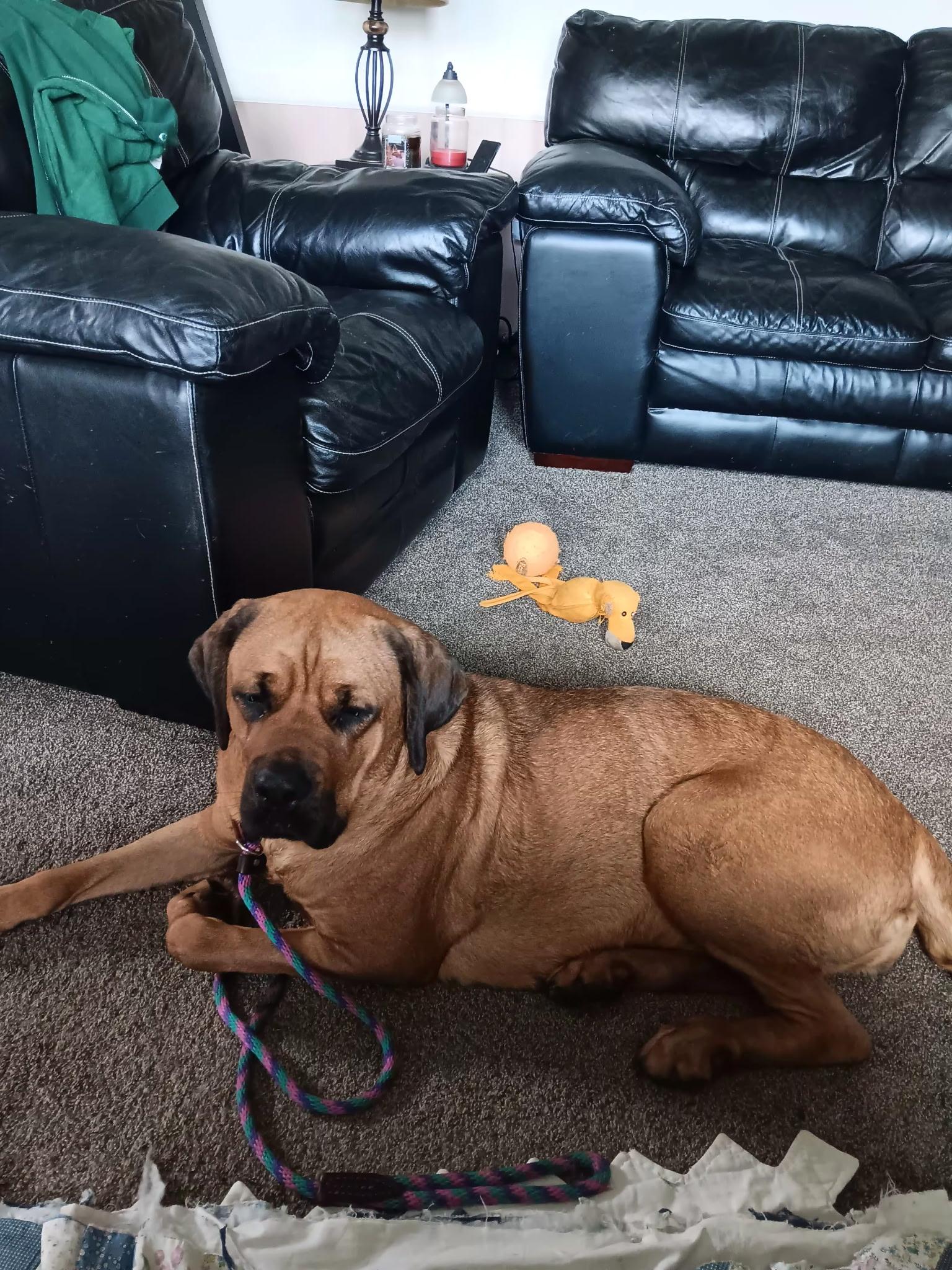 Enlarge Stella, a ADOPTABLE mixed breed in Wadsworth, OH image 3/4