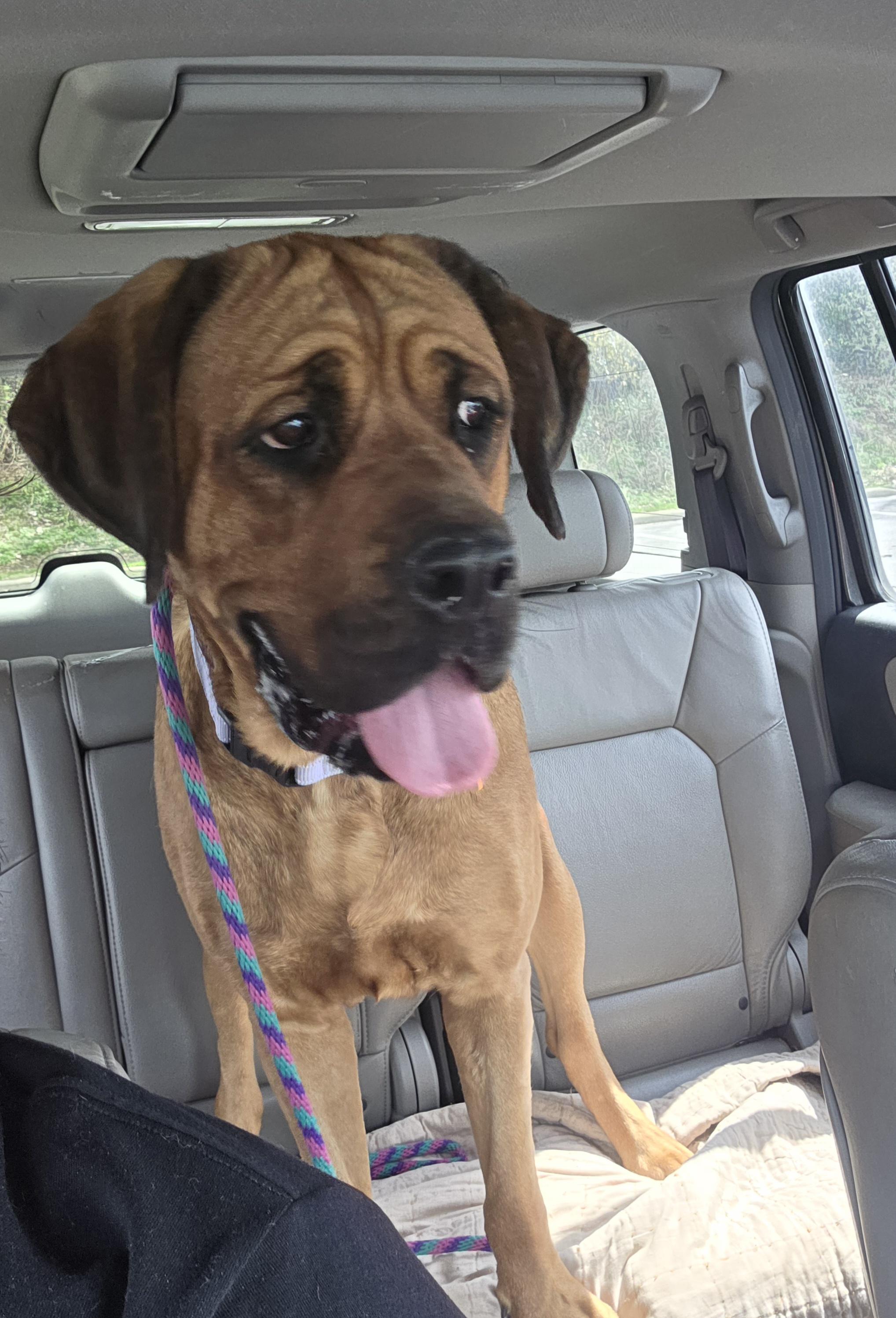 Enlarge Stella, a ADOPTABLE mixed breed in Wadsworth, OH image 4/4