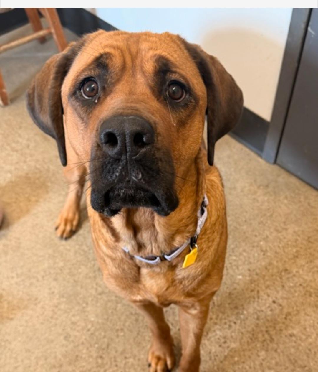 Stella, ADOPTABLE, Young Female Great Dane.