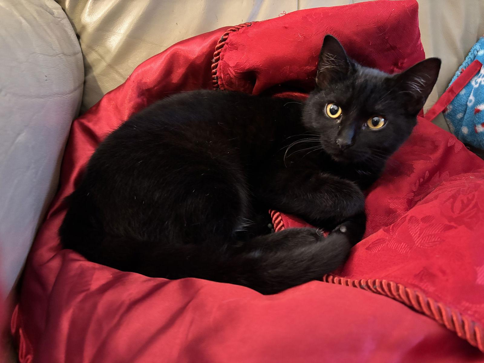 Enlarge Binx, a Adoptable Domestic Short Hair in Roxboro, NC image 1/3