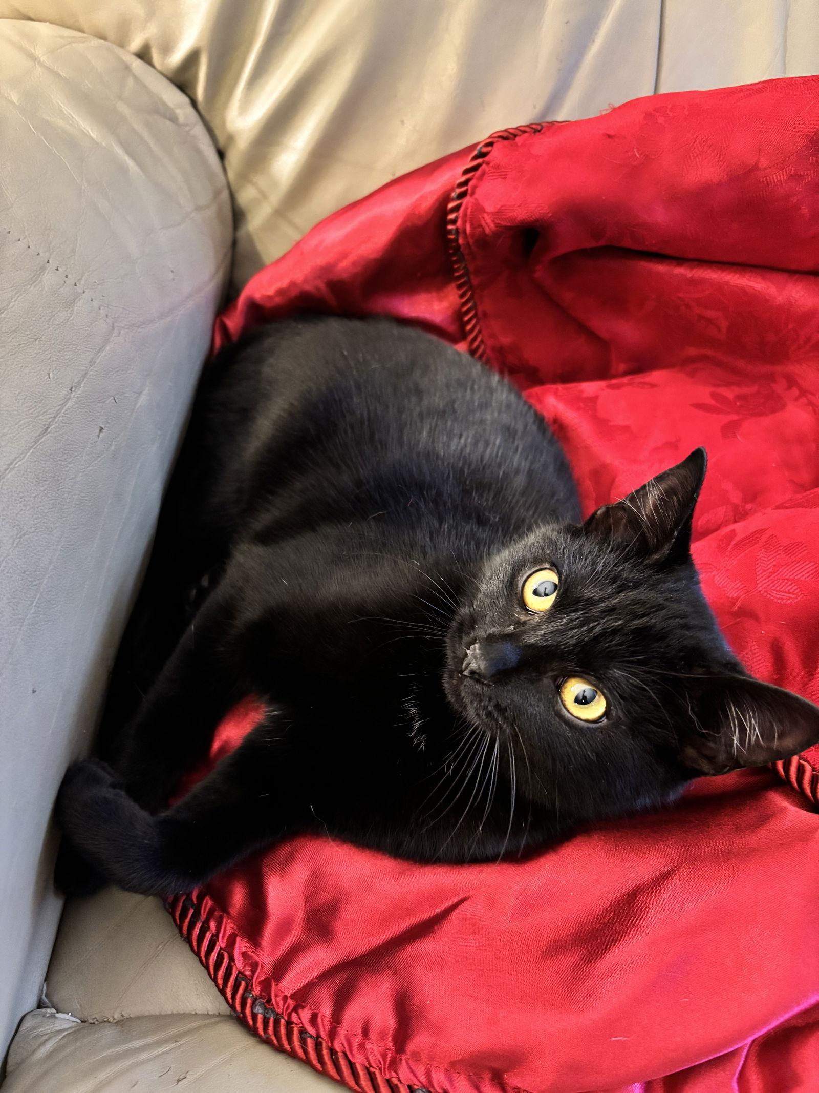 Enlarge Binx, a Adoptable Domestic Short Hair in Roxboro, NC image 2/3