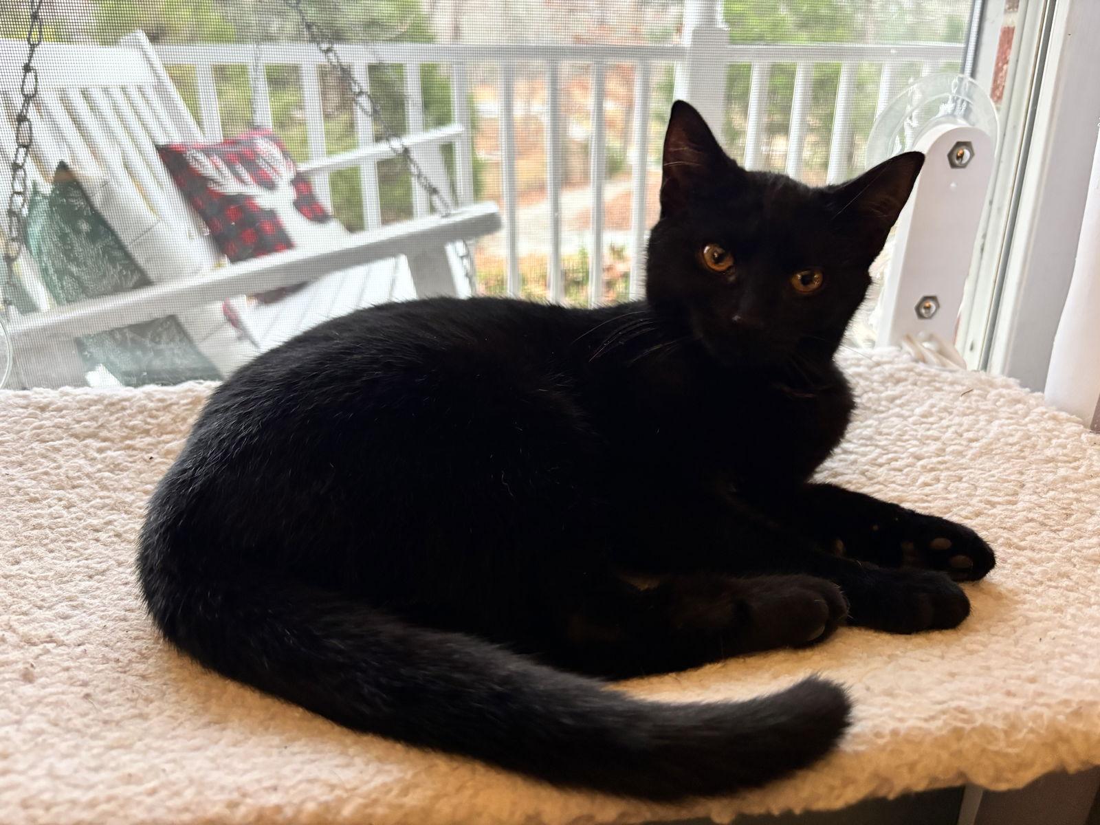 Enlarge Binx, a Adoptable Domestic Short Hair in Roxboro, NC image 3/3