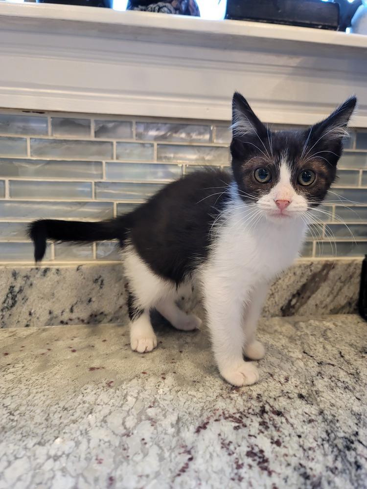 Enlarge Prawn, a Adoptable Domestic Short Hair in Homer Glen, IL image 1/2