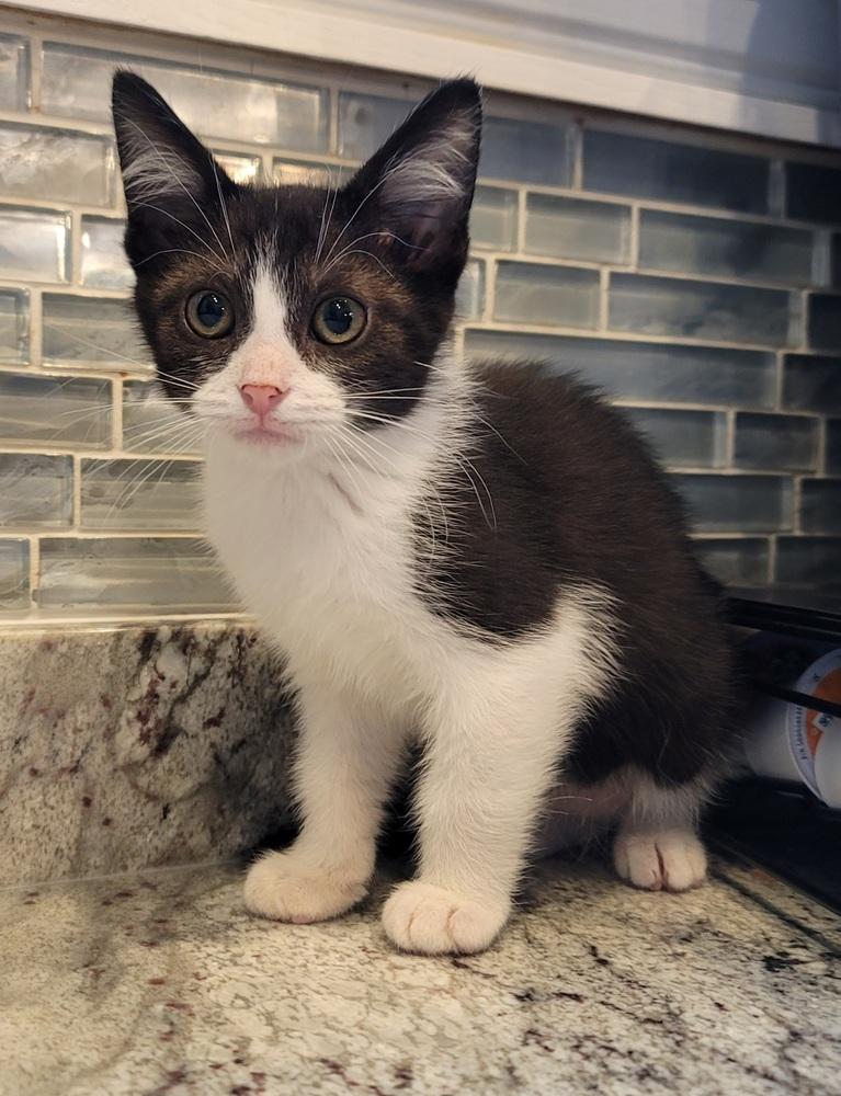 Enlarge Prawn, a Adoptable Domestic Short Hair in Homer Glen, IL image 2/2