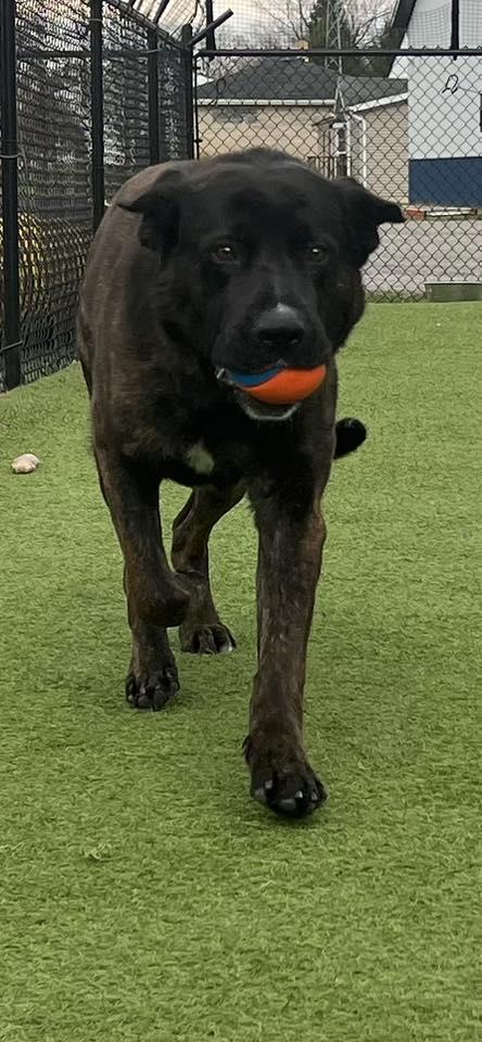 Enlarge Bruce, a ADOPTABLE mixed breed in Westville, IN image 1/4