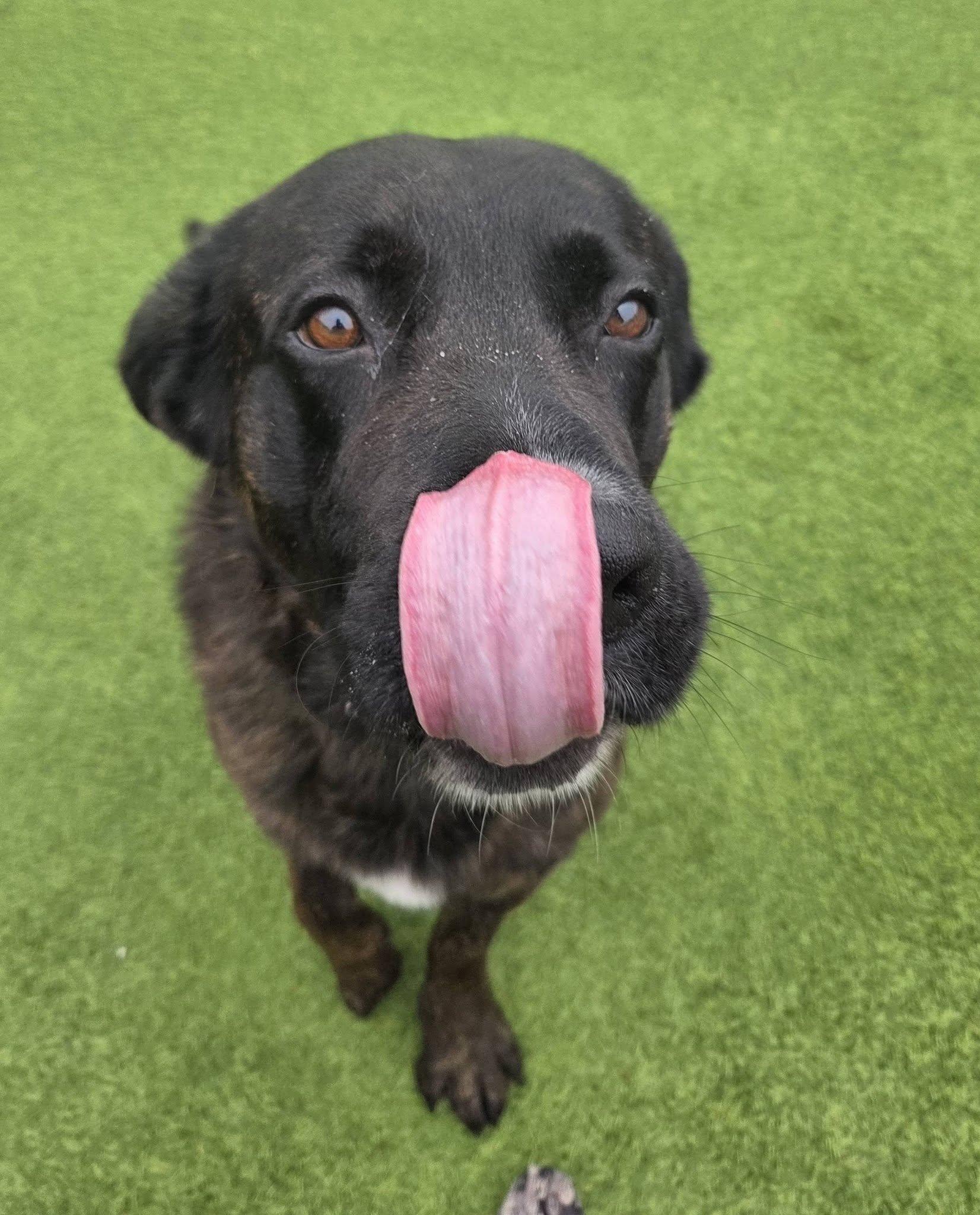 Enlarge Bruce, a ADOPTABLE mixed breed in Westville, IN image 2/4