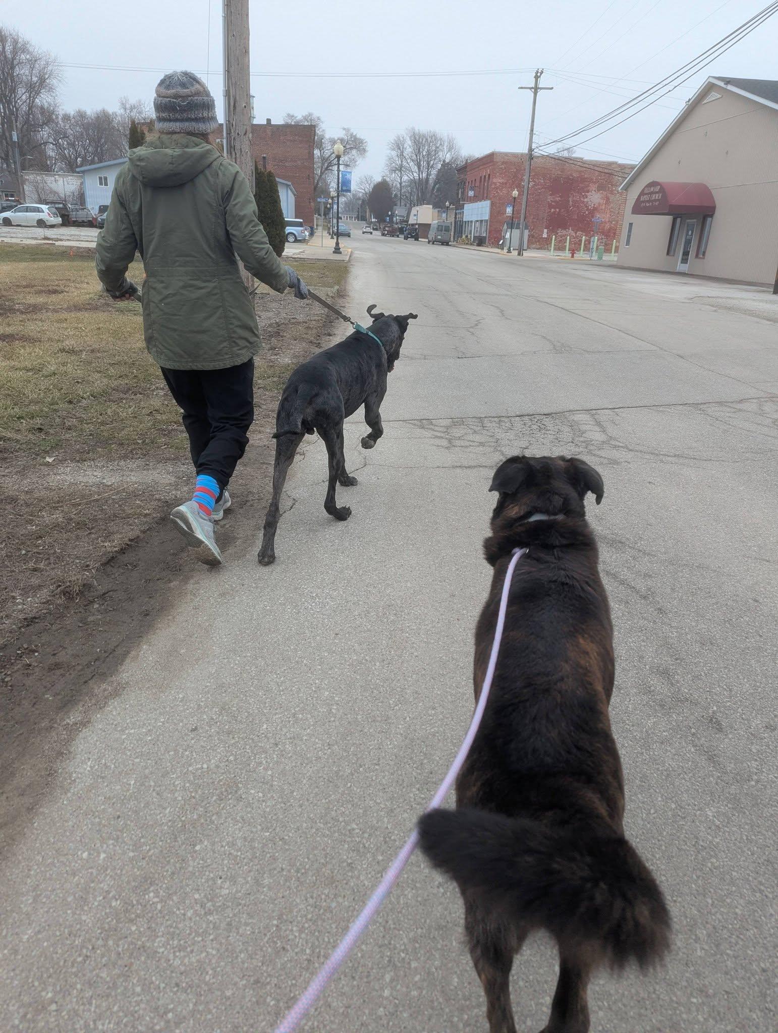 Enlarge Bruce, a ADOPTABLE mixed breed in Westville, IN image 4/4