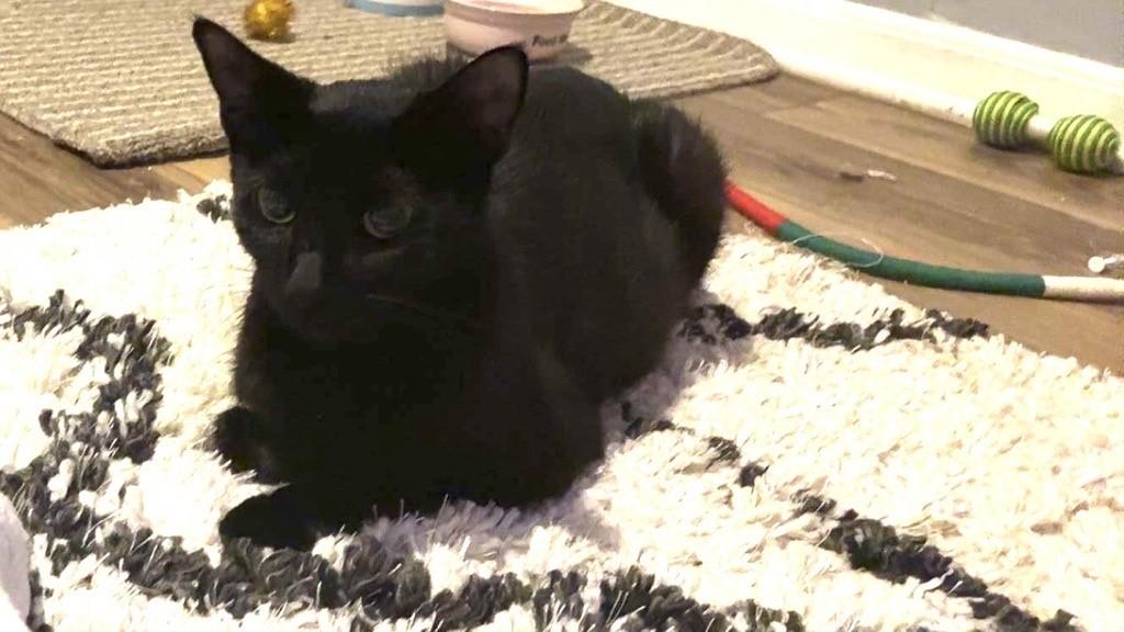 Juno