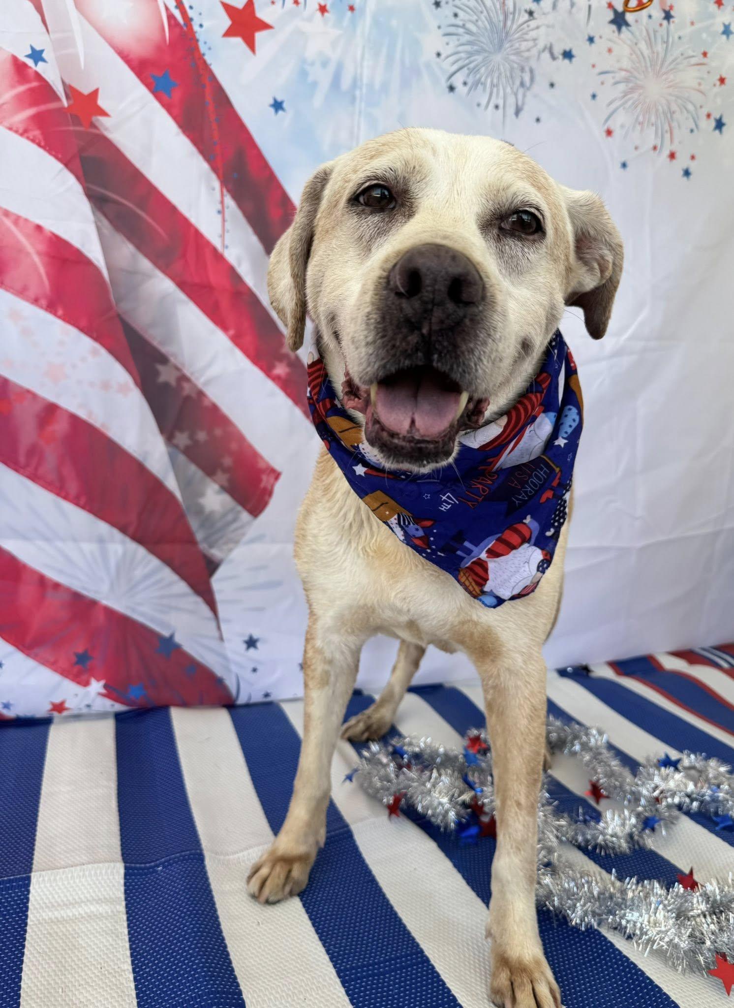 Action Jackson, Adoptable, Senior Male Labrador Retriever & Hound.