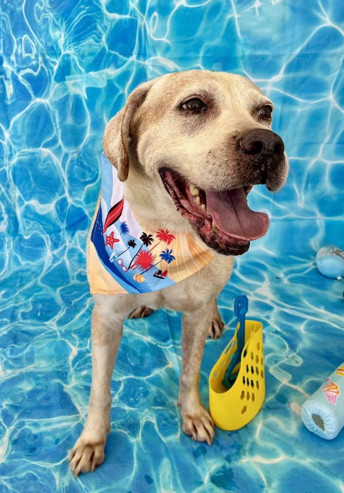 Enlarge Action Jackson, a Adoptable mixed breed in Glen St Mary, FL image 2/3