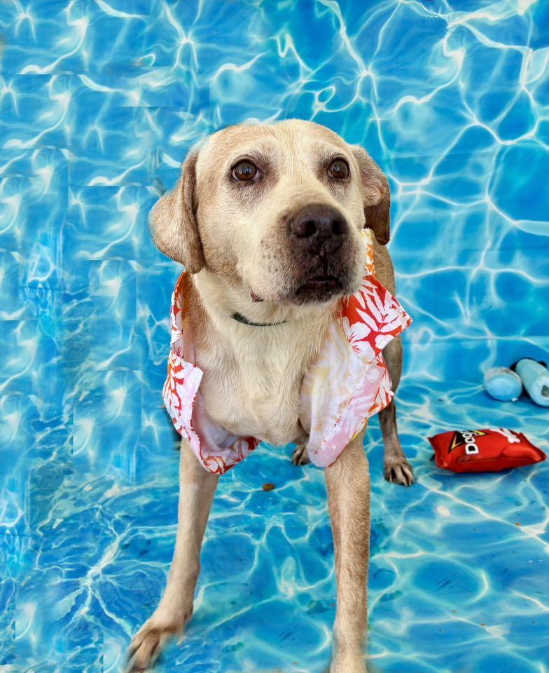 Enlarge Action Jackson, a Adoptable mixed breed in Glen St Mary, FL image 3/3