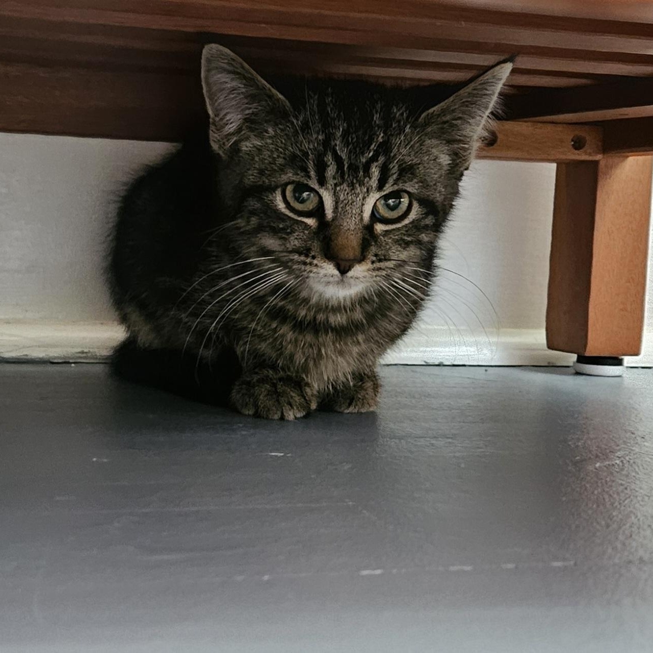 Rizzy, a ADOPTABLE Domestic Short Hair in Brockport, NY image 3/6