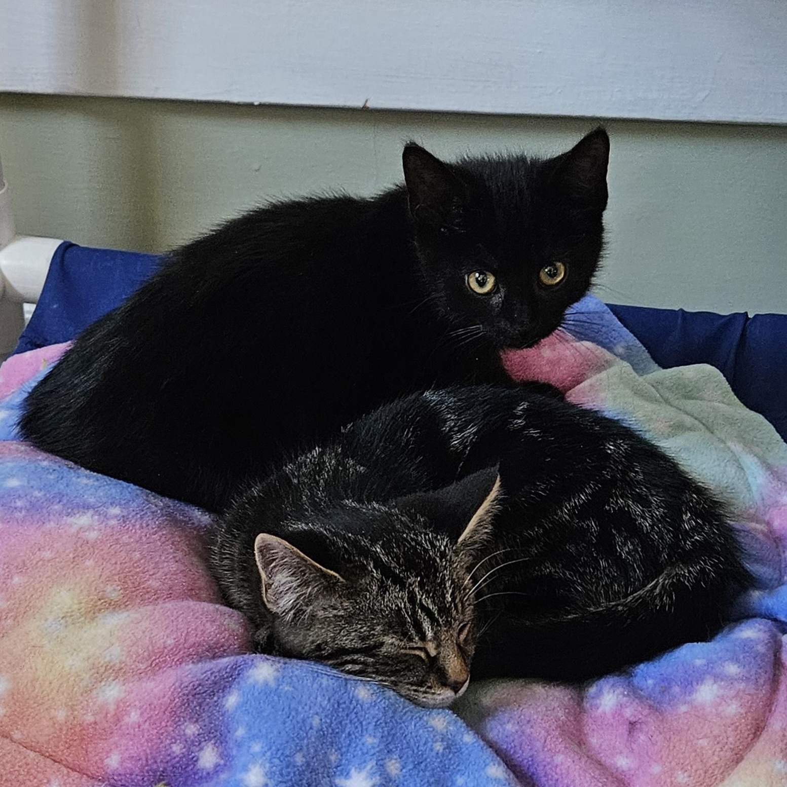 Rizzy, a ADOPTABLE Domestic Short Hair in Brockport, NY image 6/6