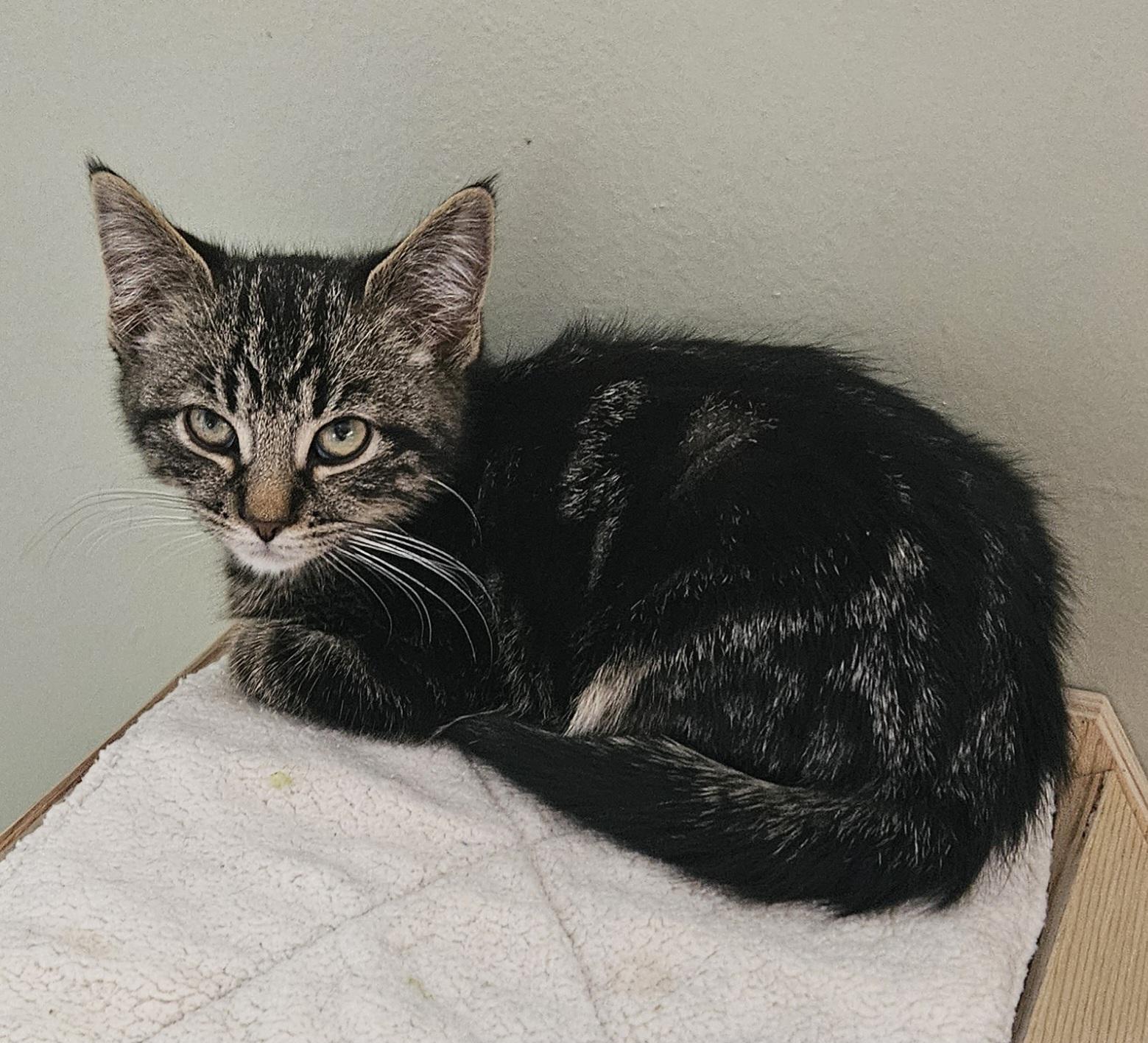 Rizzy, a ADOPTABLE Domestic Short Hair in Brockport, NY image 4/6