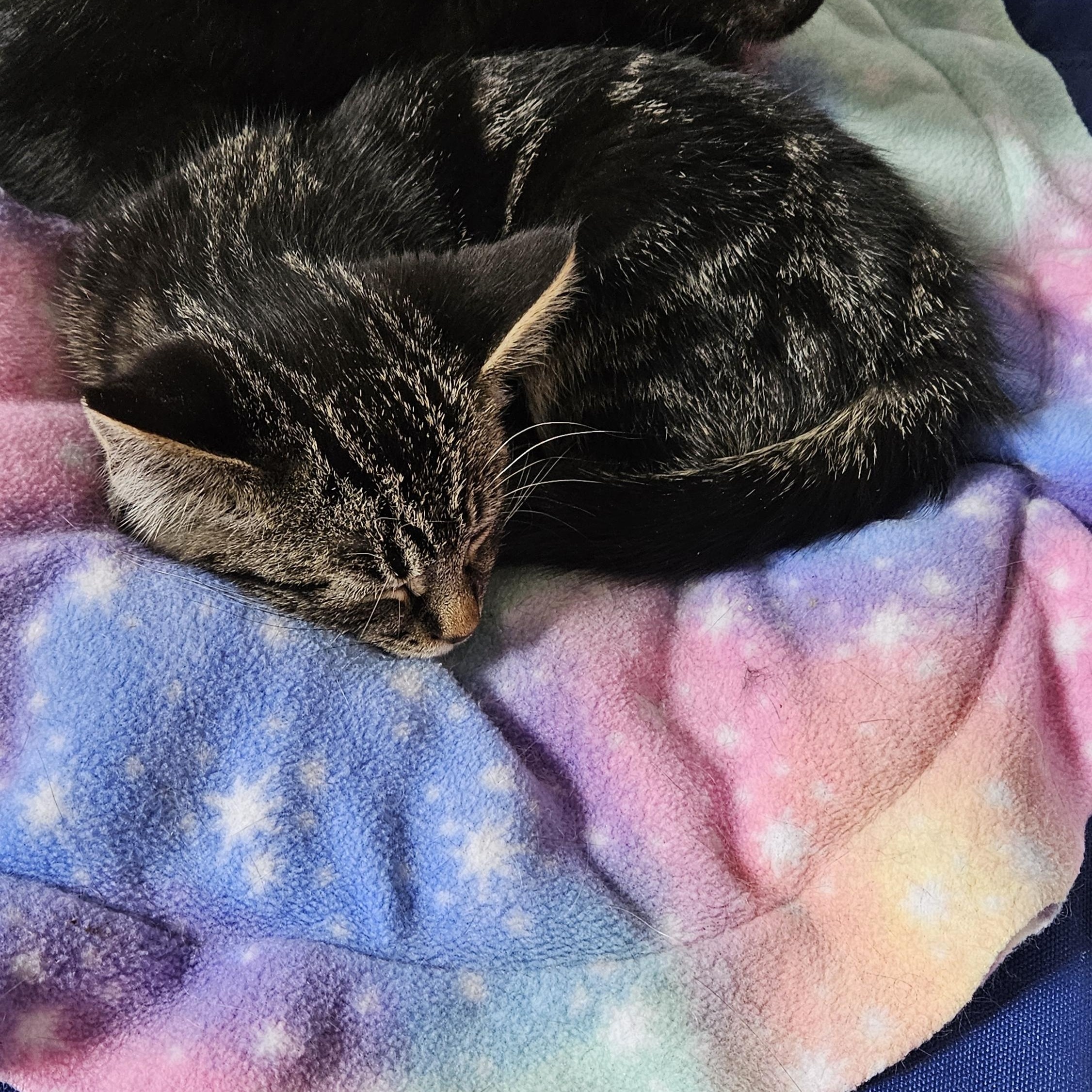 Rizzy, a ADOPTABLE Domestic Short Hair in Brockport, NY image 5/6