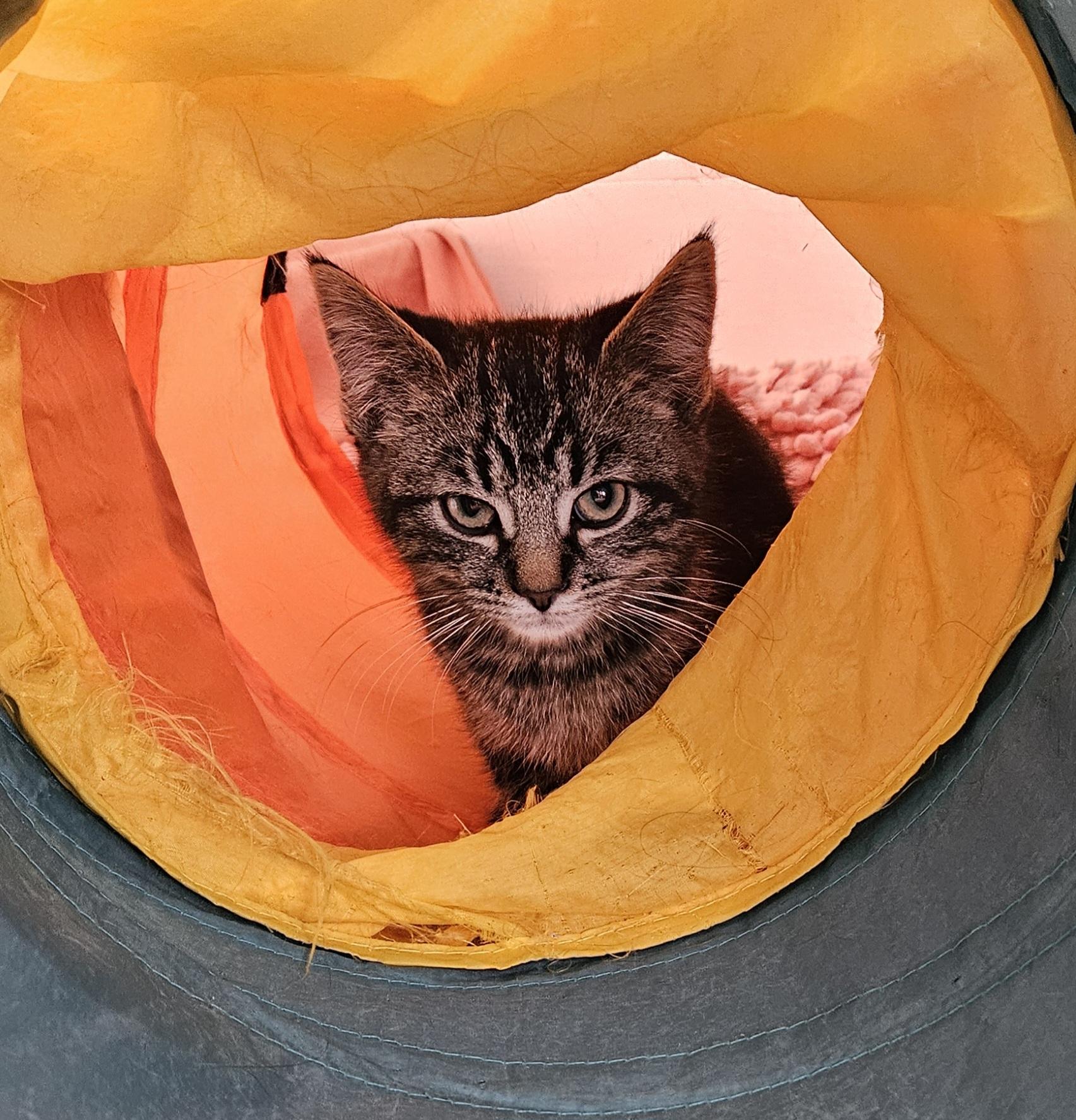 Rizzy, ADOPTABLE, Kitten Male Domestic Short Hair.