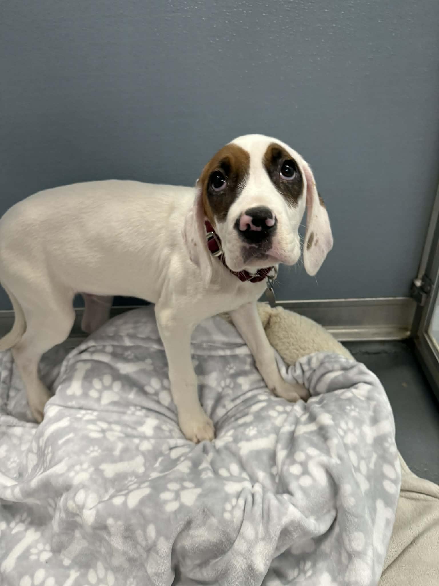 Big Mouth Billy Bass