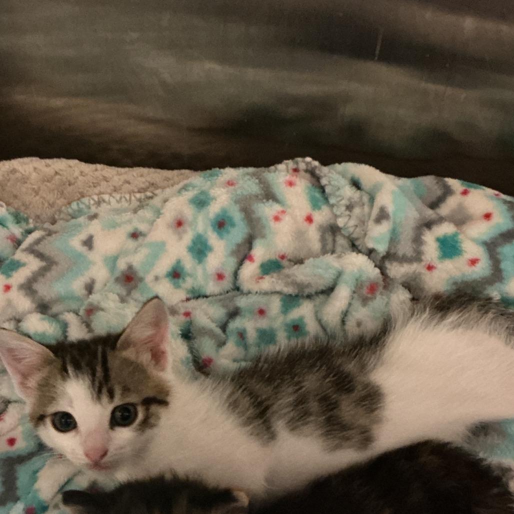 Tofu, Adoptable, Kitten Male Domestic Short Hair.