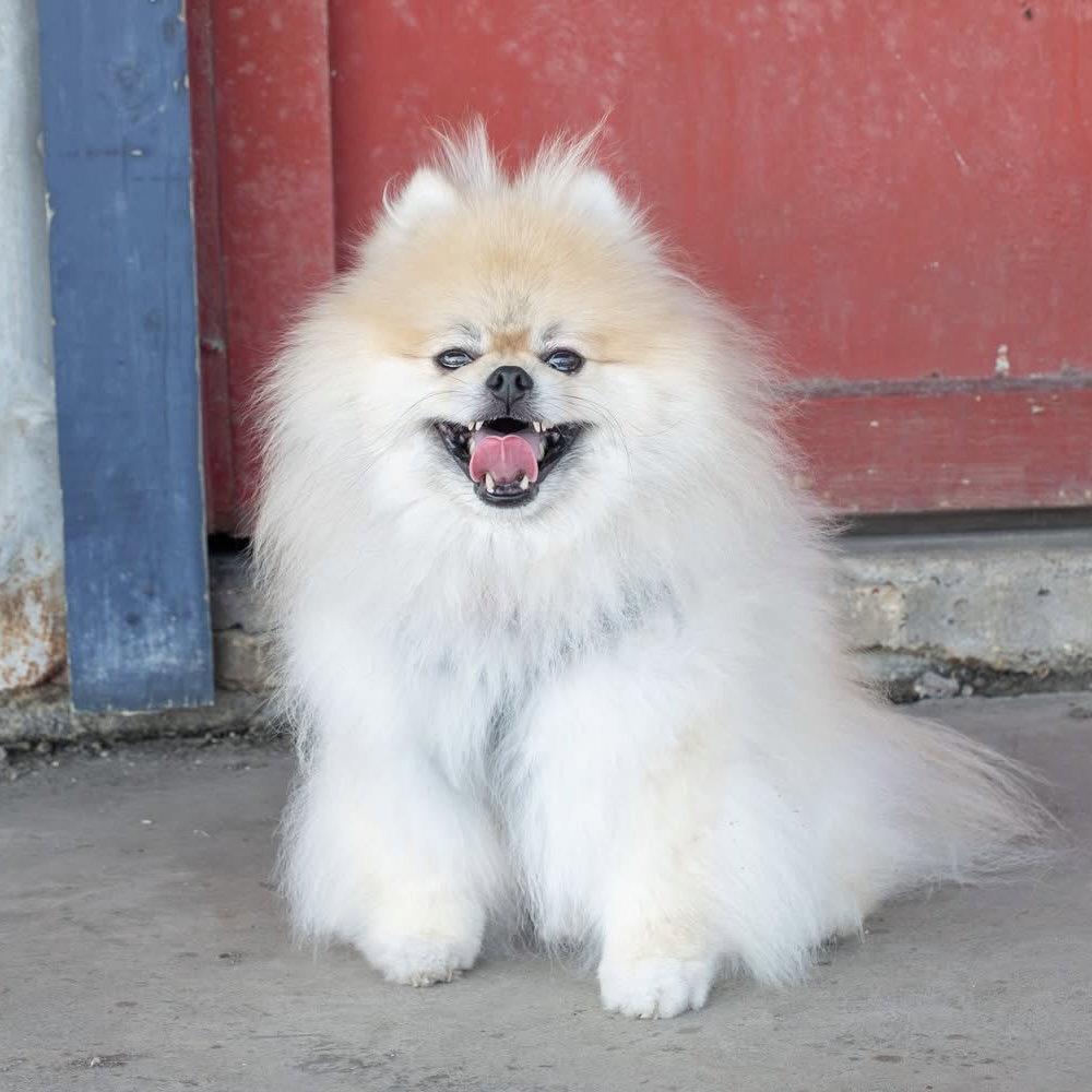 Teddy Graham, Adopted, Adult Male Pomeranian.