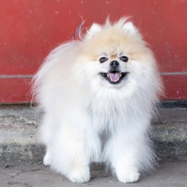 Enlarge Teddy Graham, a Adopted Pomeranian in Garland, TX image 2/3