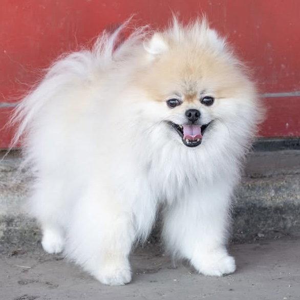 Enlarge Teddy Graham, a Adopted Pomeranian in Garland, TX image 3/3